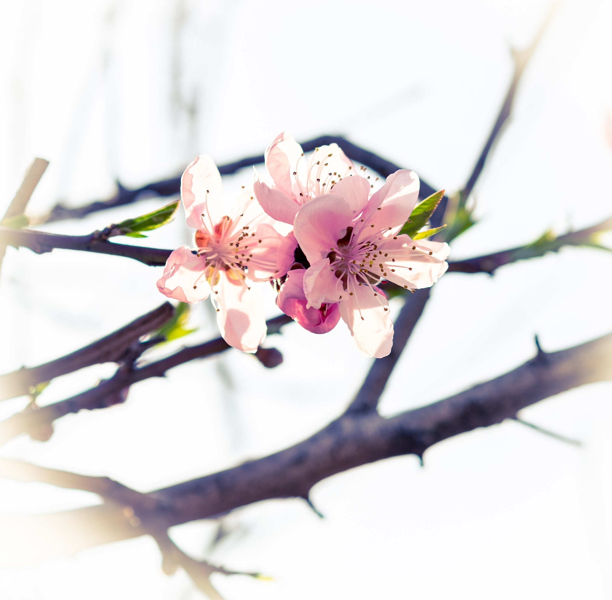 4-6岁的科学二阶的结课总结