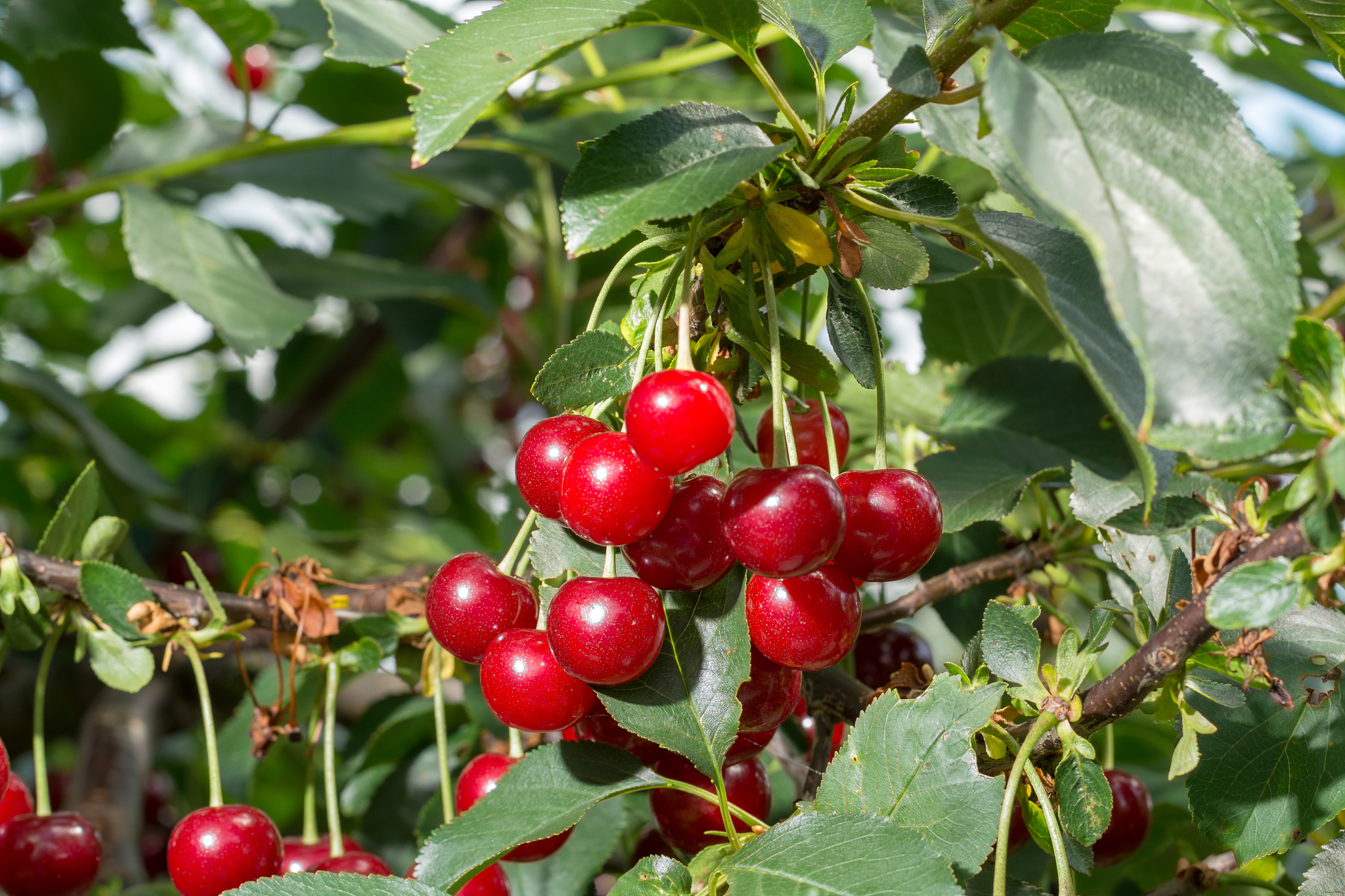 fresh ripe sour cherry hanging on cherry tree, ingredient for ch