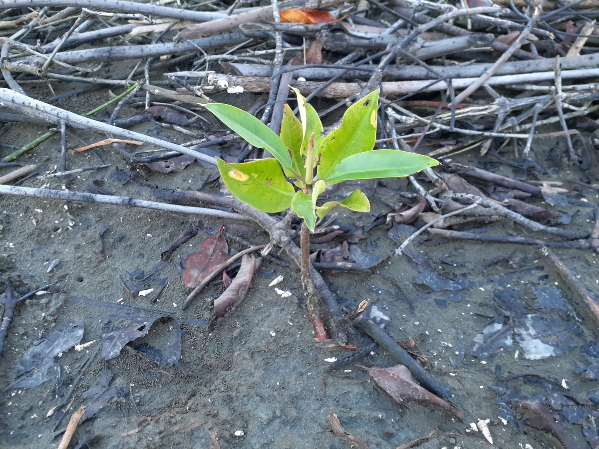 火焰月季花叶子干枯怎么办？1500字详细解决方法