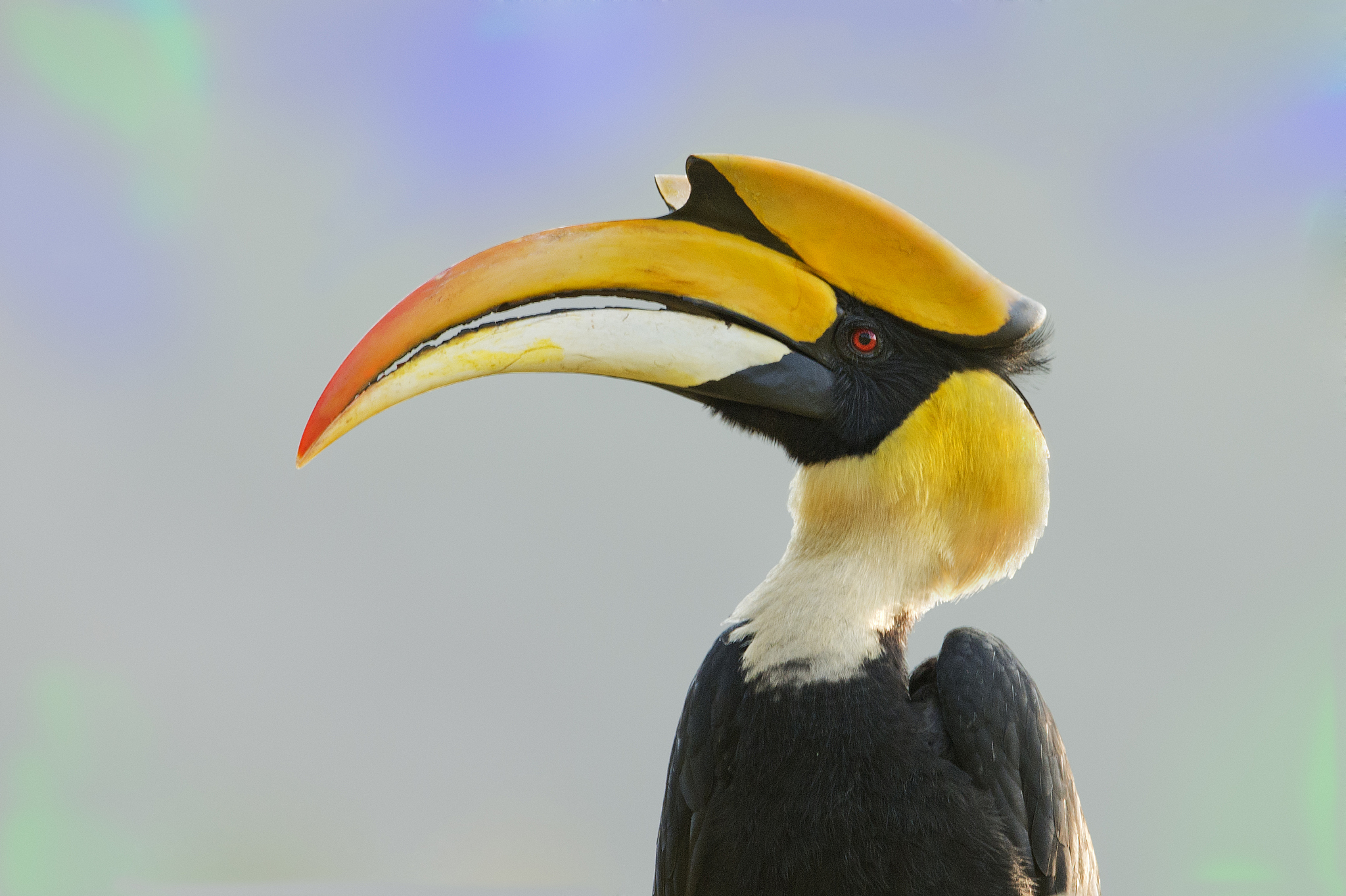 great hornbill male portrait