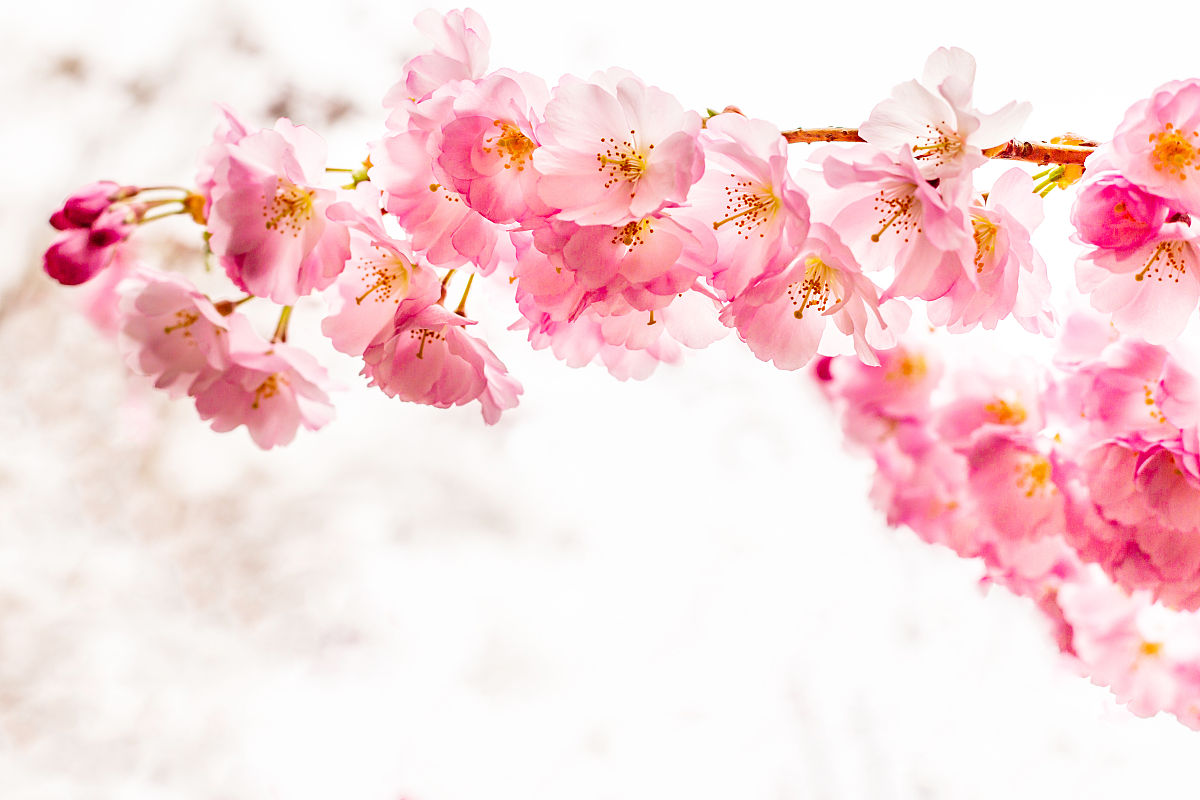 桃花花瓣设计理念：柔美、优雅与生机
