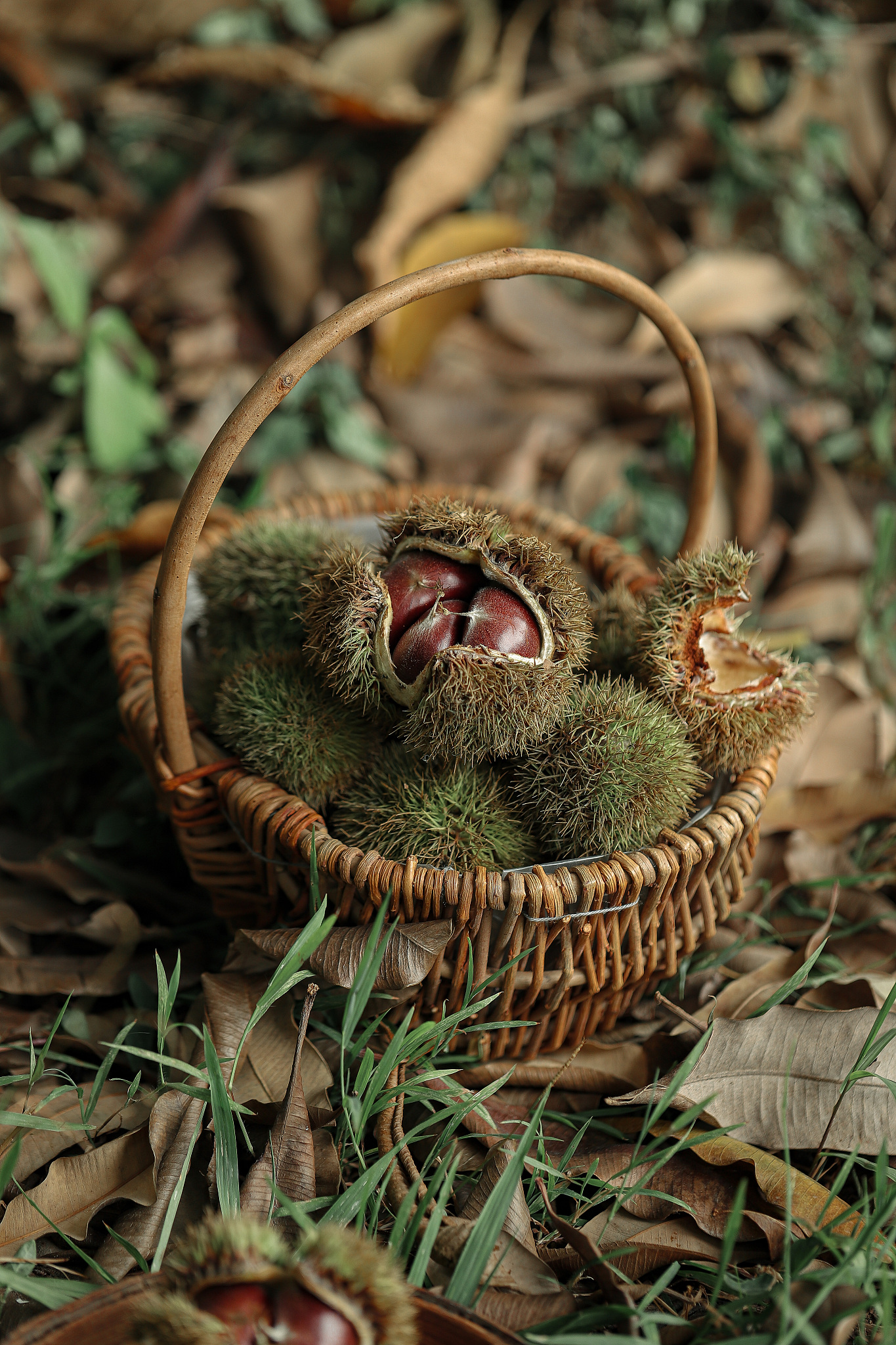 炒板栗如何加热