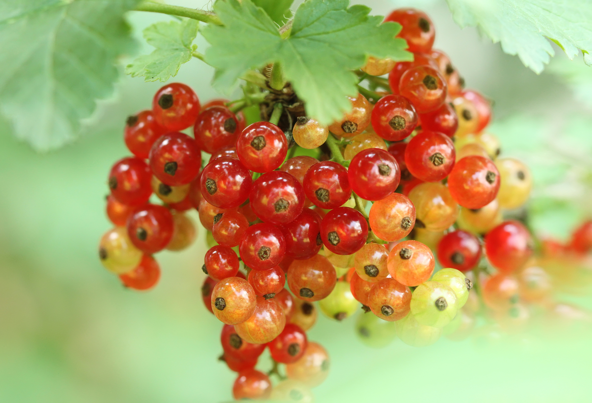 currant