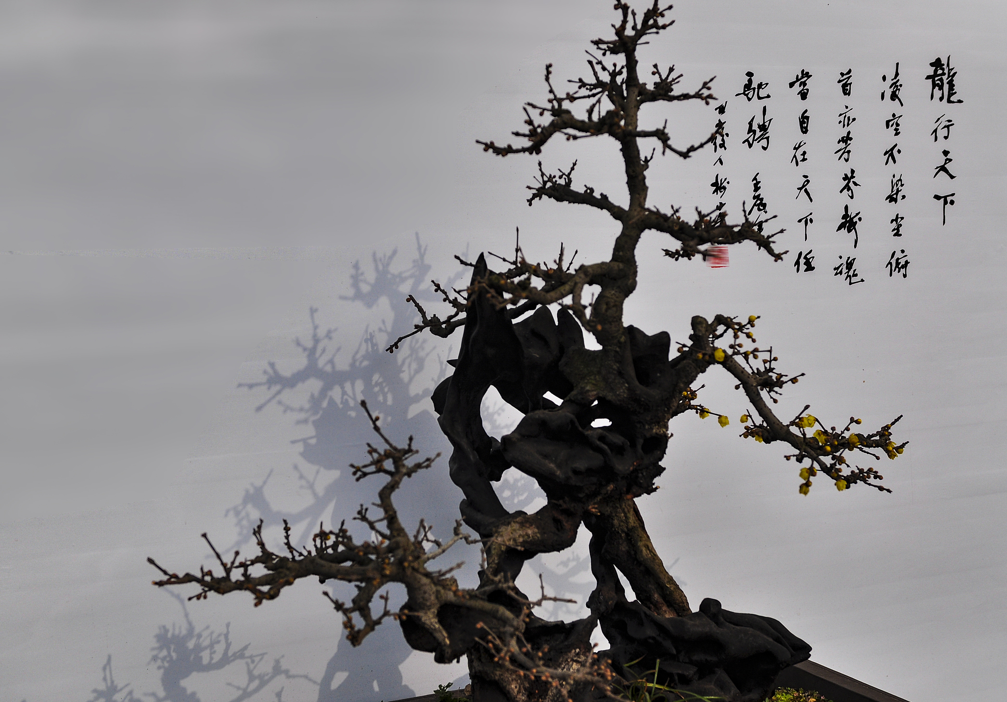 “枯木逢春犹再发”出自哪里？杜甫诗句赏析