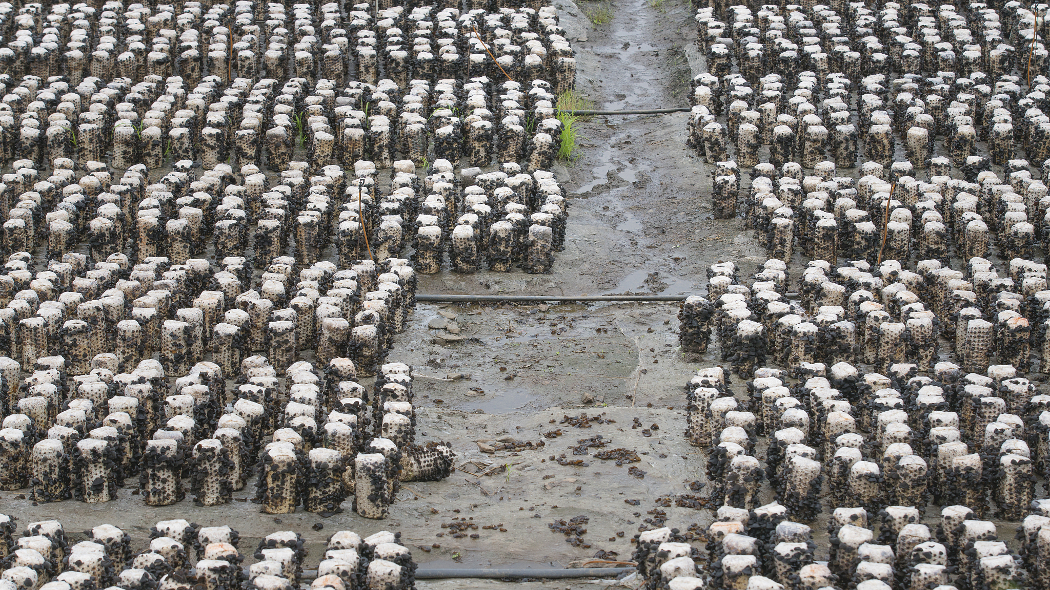 牡丹江镜心湖菌业有限公司董事长侯延国：食用菌全产业链项目 助力牡丹江菌业高质量发展