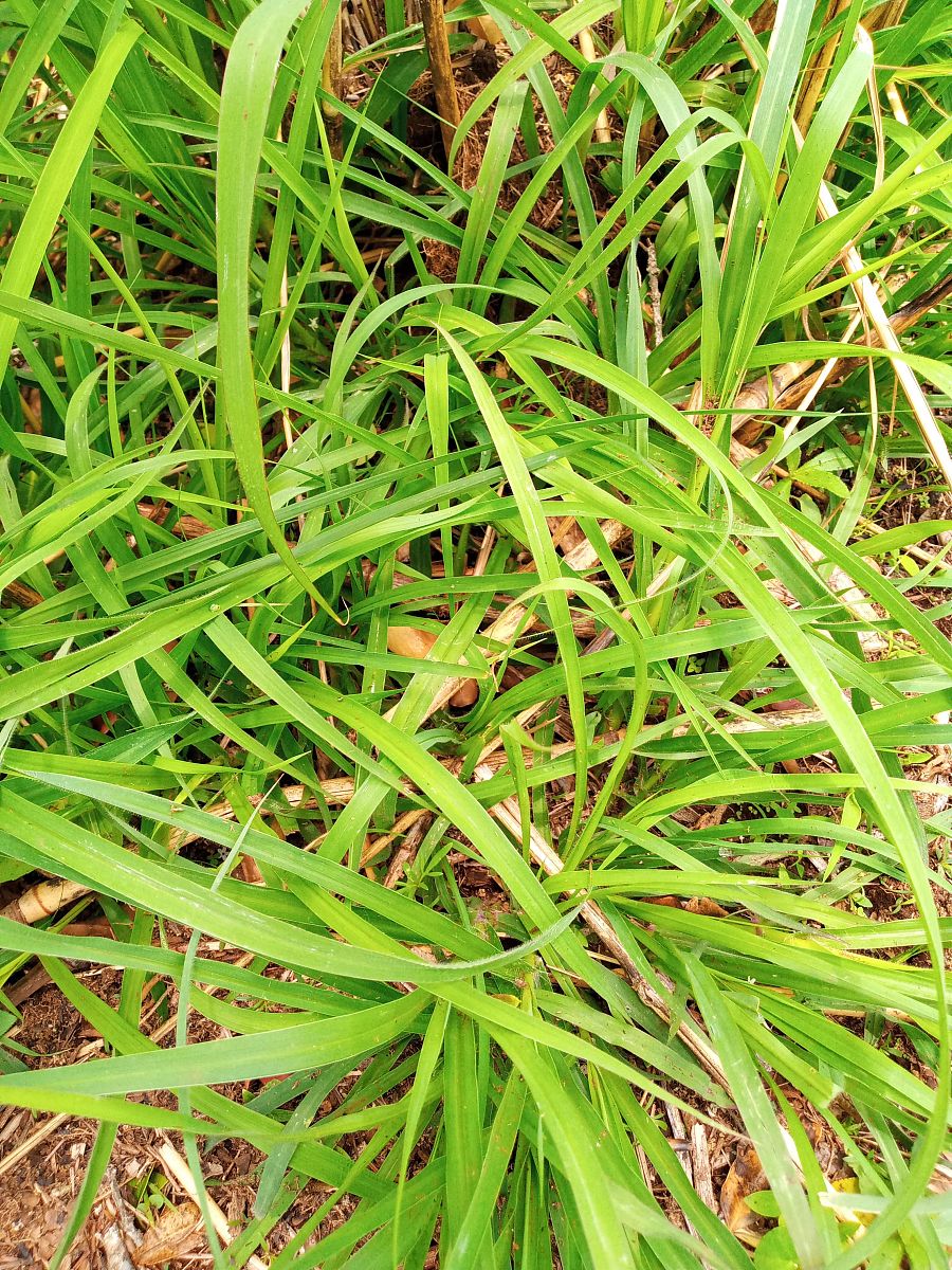 WEED RESEARCH 期刊研究范围 - 杂草生物学、生态学、控制技术等