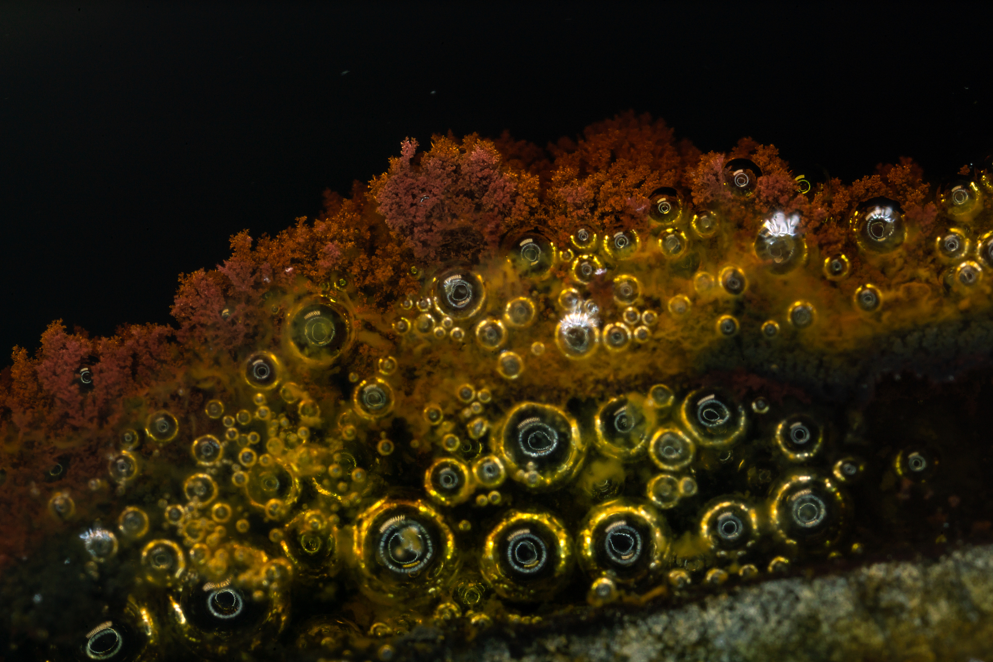 透射电镜发展史：从理论到应用的里程碑