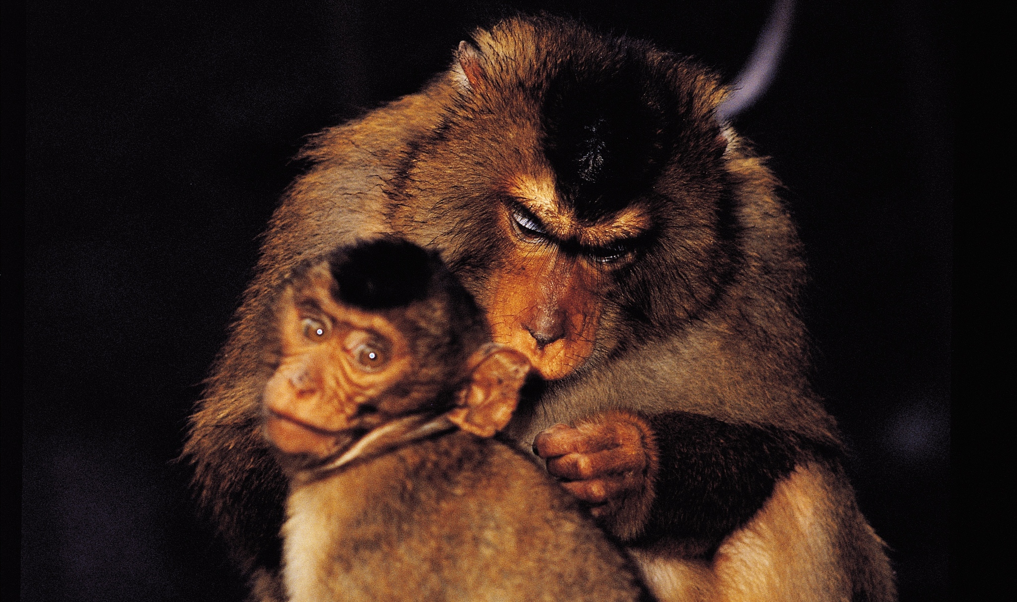 猴子是最自私的动物，