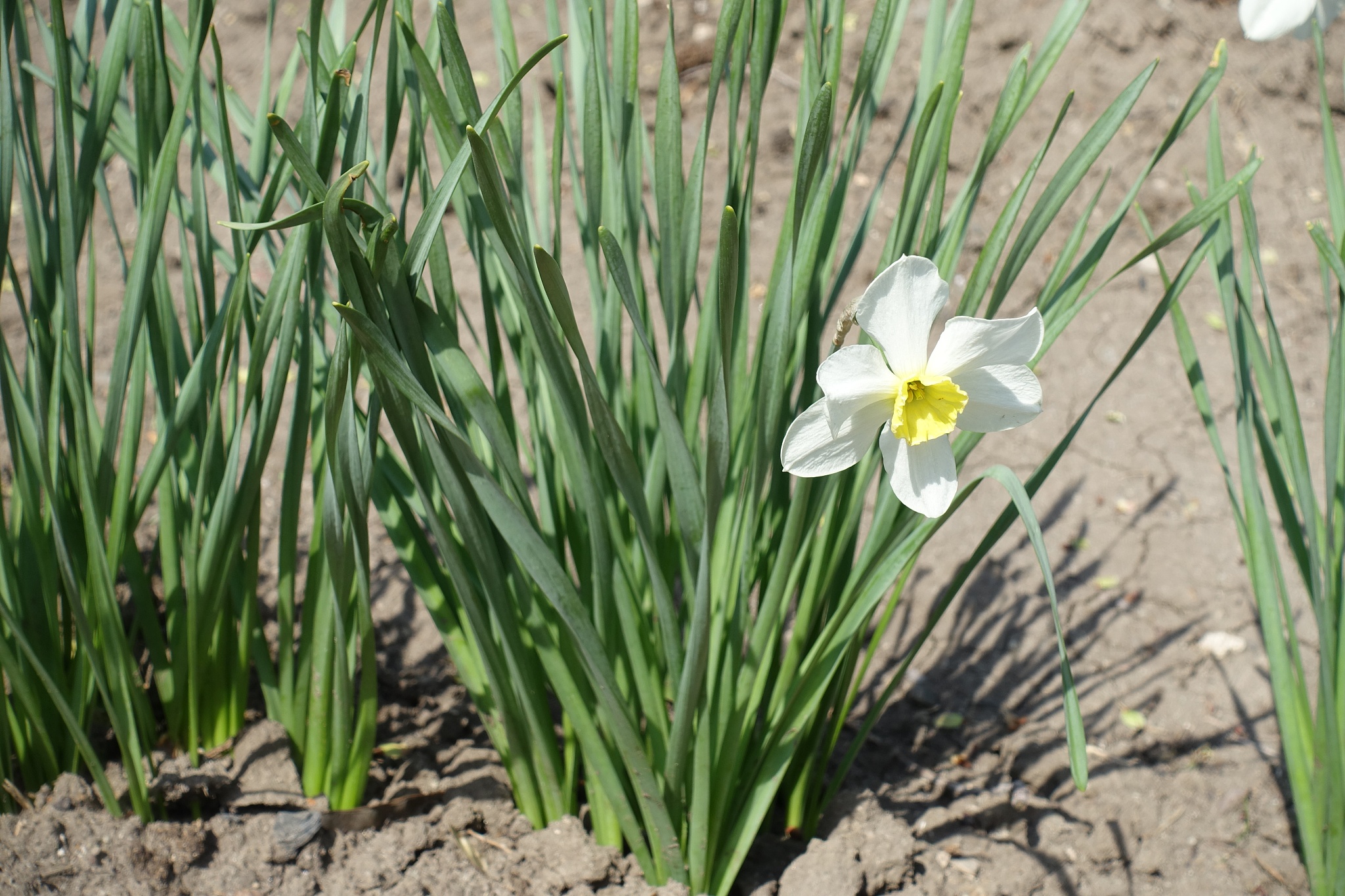 single white flowers of narcissus in april