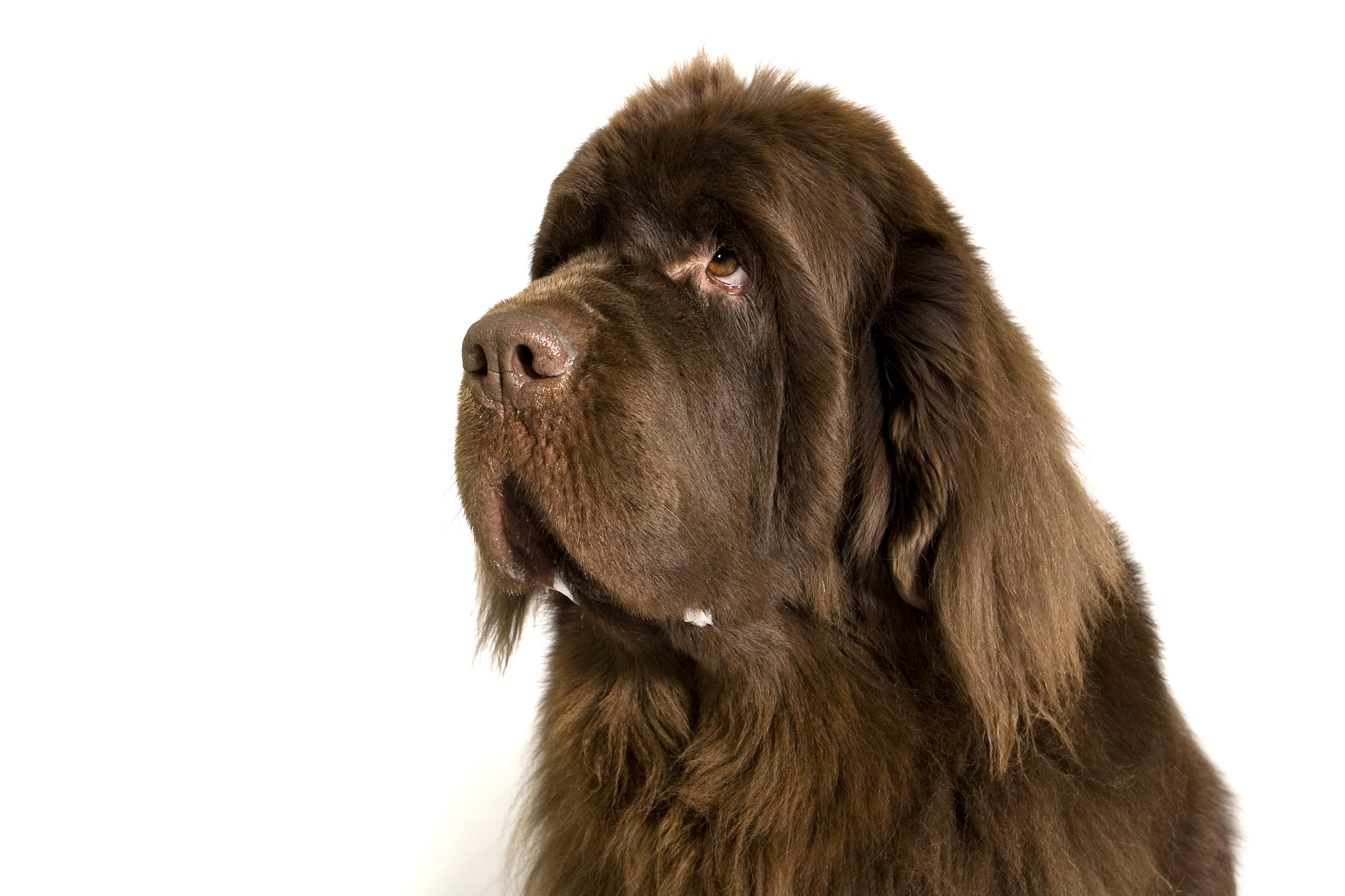 犬渐进性视网膜萎缩变性-RCD1型好发品种及发病率