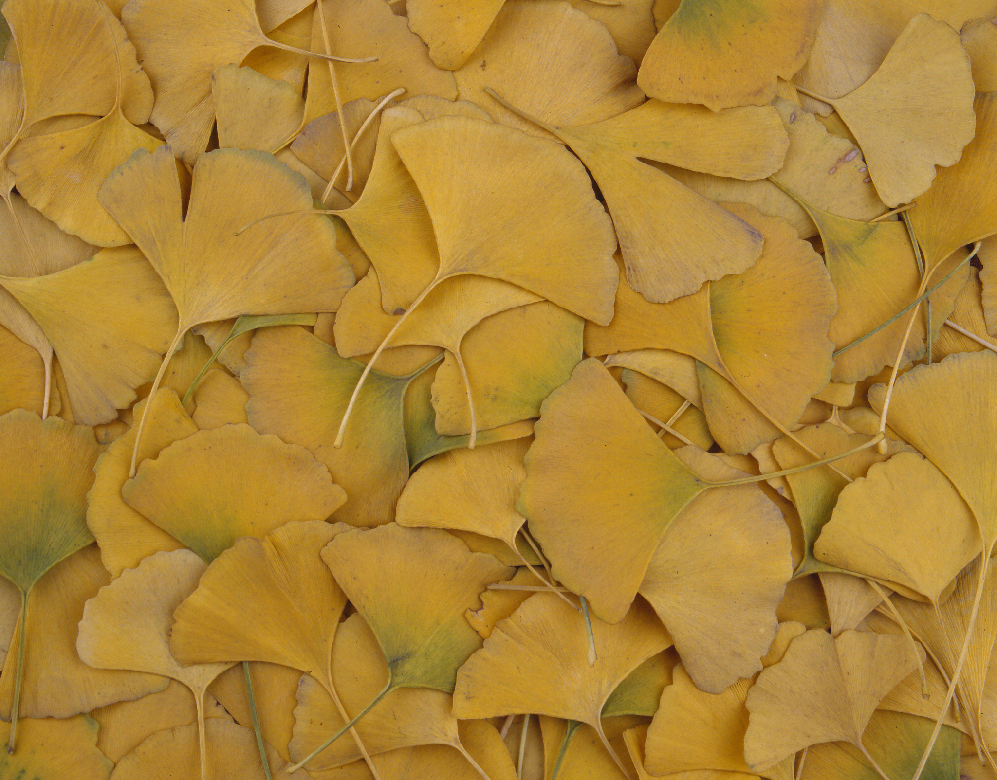 银杏叶的功效与作用：食用方法、禁忌及注意事项 - 全面解析