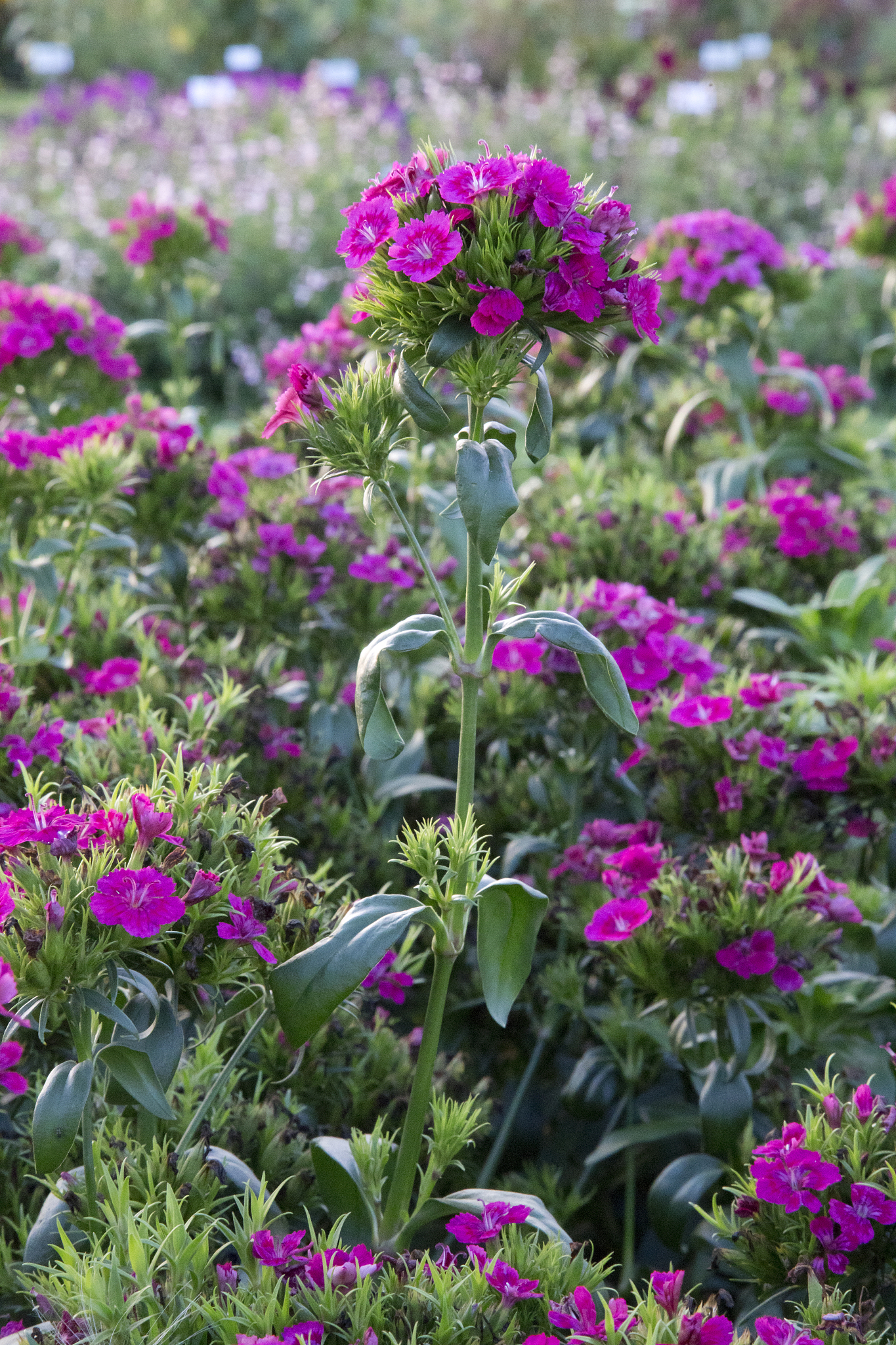 同种植物不同品种磷元素利用差异的原因解析