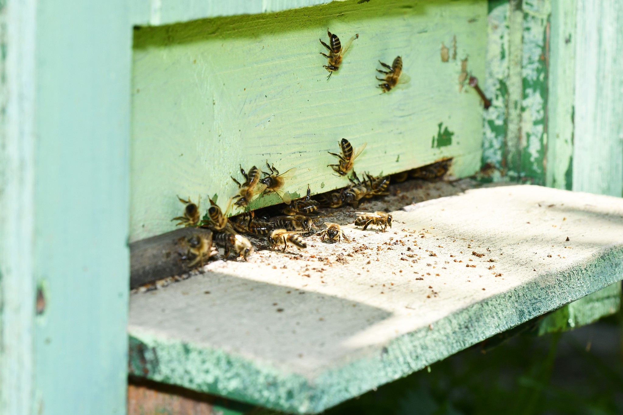 flying bee in the beehive