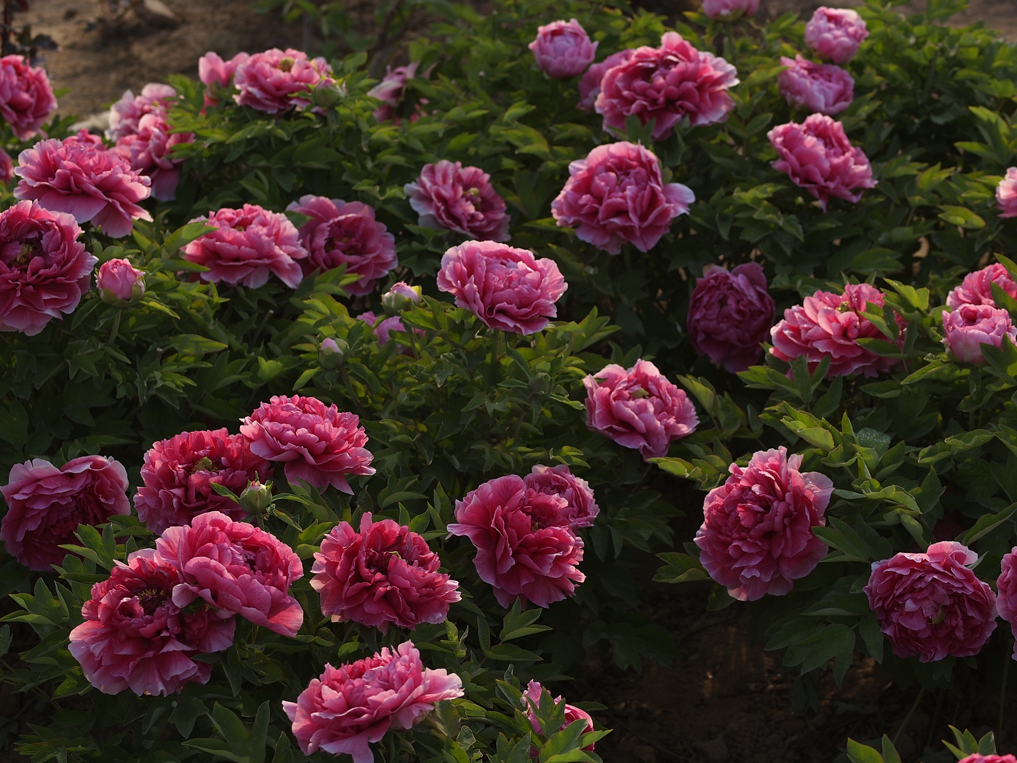 菏泽牡丹：中国山东省的美丽国花