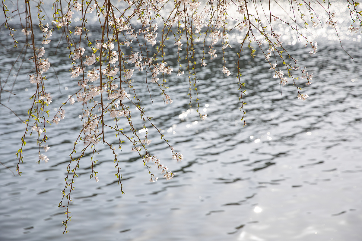 春风岸柳蘸风长。呢喃燕子忙。落花新涨小池塘。不知蹴水忙。 人散漫絮飞扬。不知流水忙。时时送走落花香。行人莫悲伤。用《阮郎归》的词牌改写一下更调皮一些