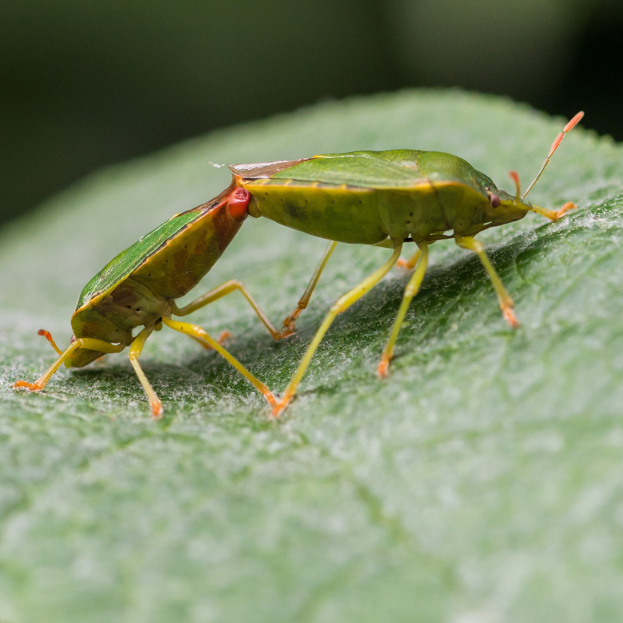 大尖鞘叩甲：习性、危害及防治方法