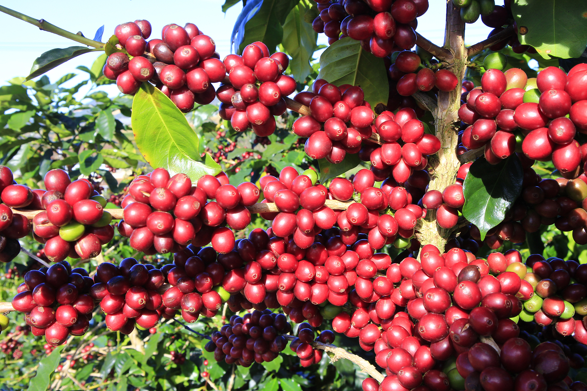 威宁县技工学校现代农艺技术专业到底行不行设有哪些课程怎么样