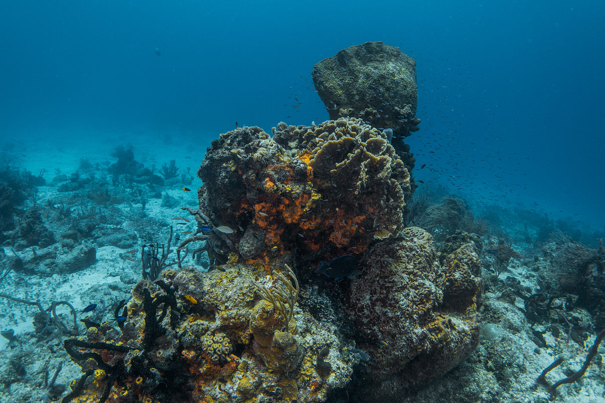 海洋生态系统的影响因素：从水温到人类活动
