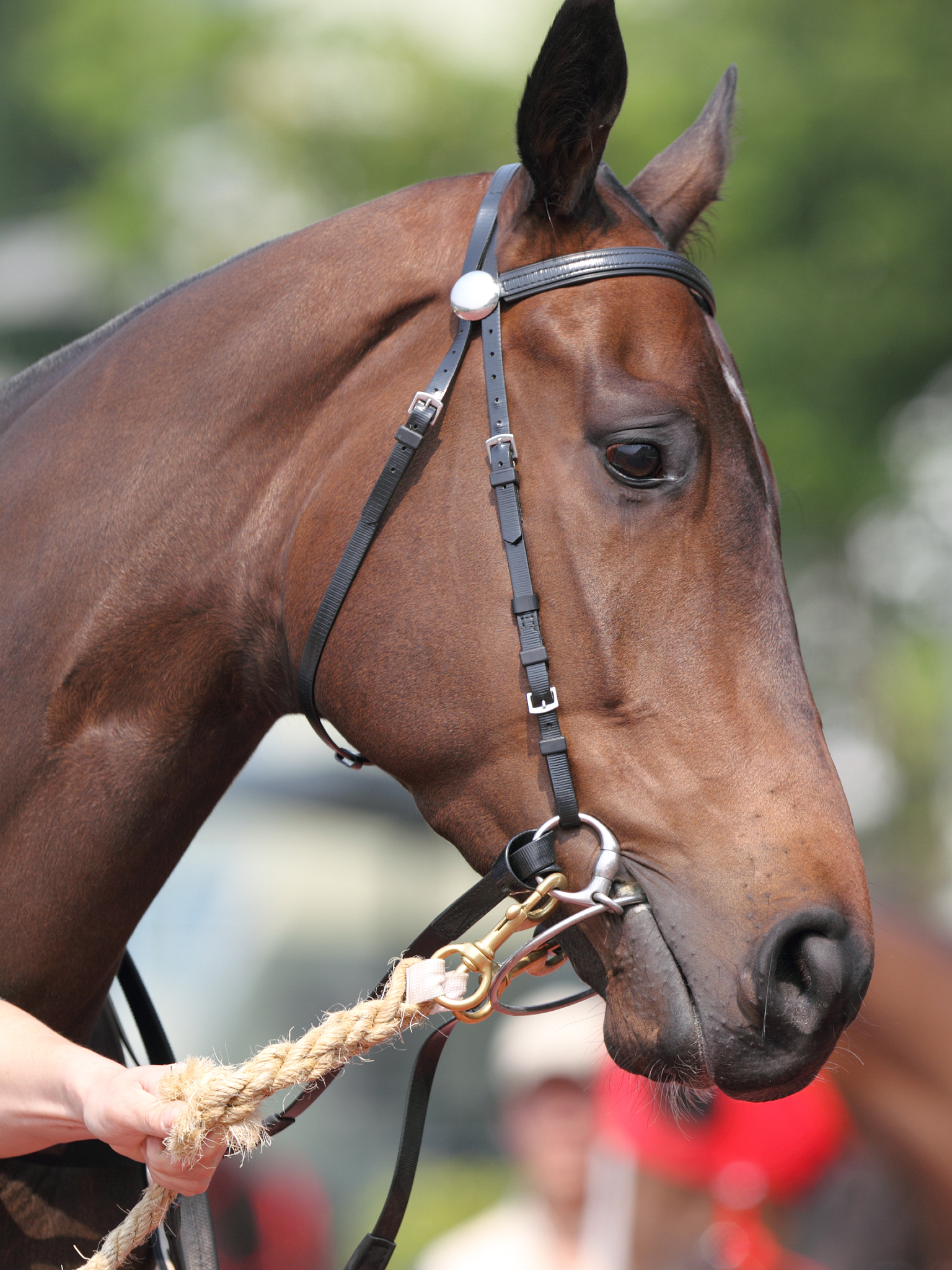 horse