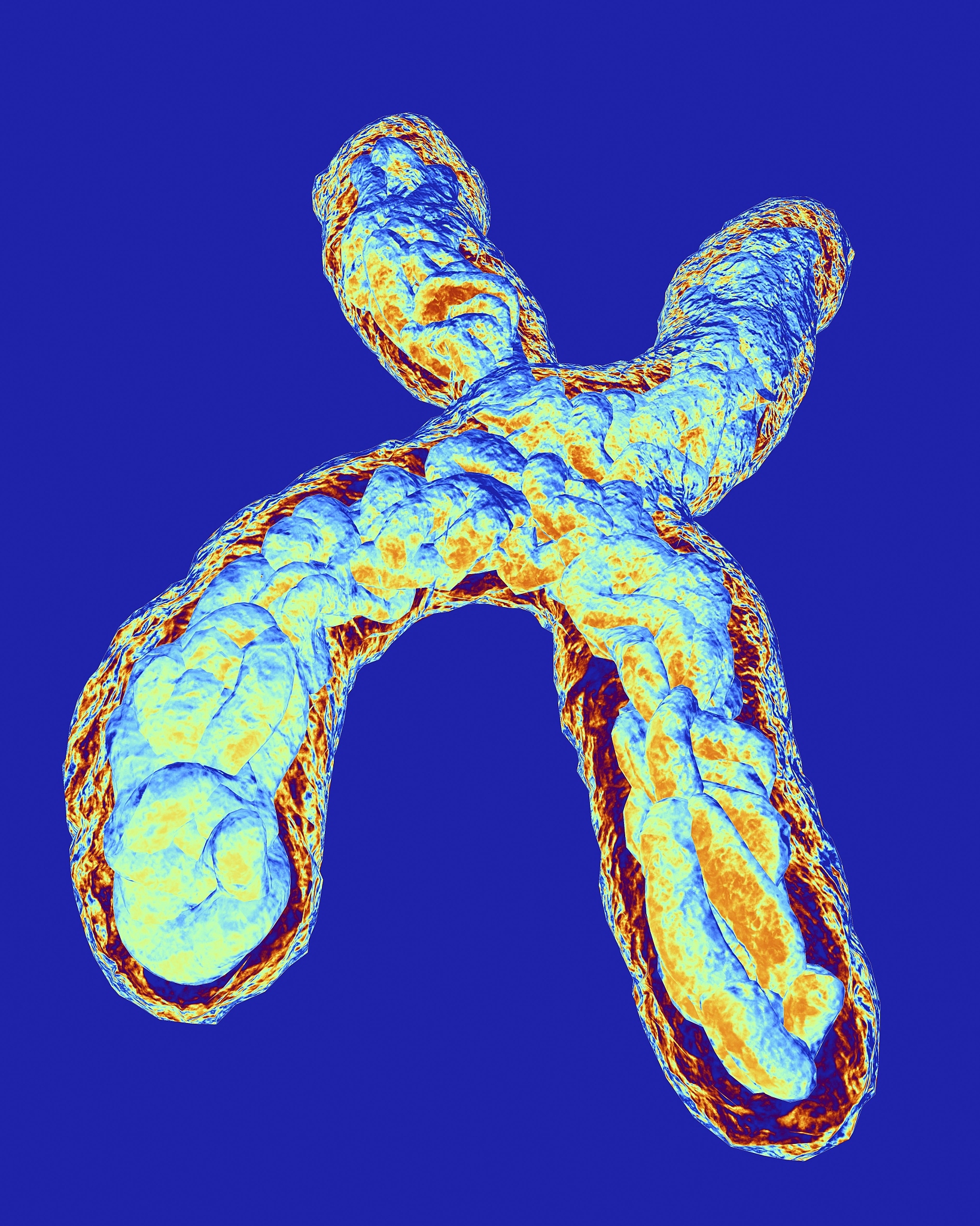 细胞增殖中DNA、染色体和染色单体的关系
