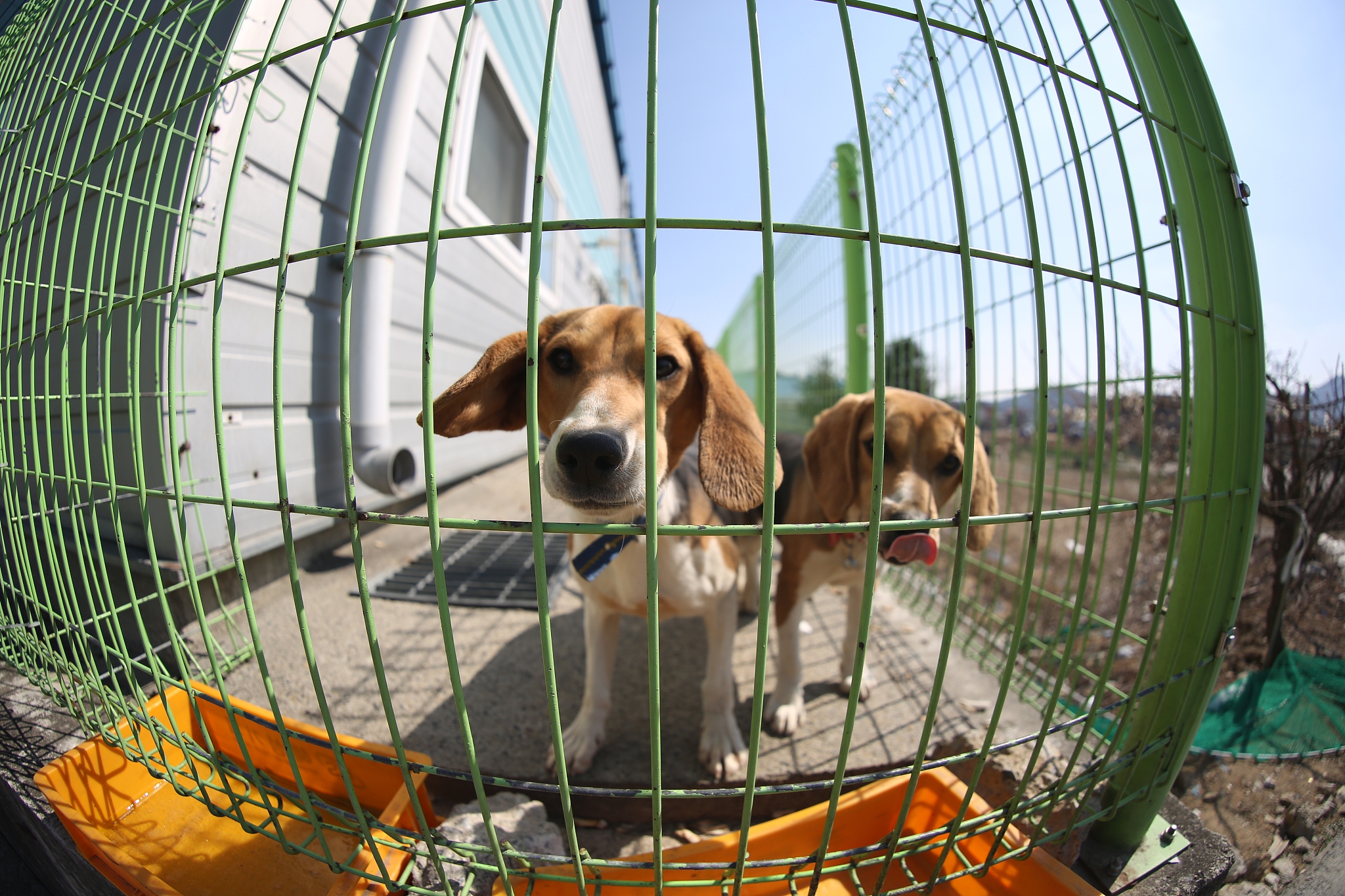 你是一个宠物专家熟悉各种宠物习性我希望用你的专业知识帮助我解决一些宠物相关的问题并已文章的形式呈现文章要做好问题关联细分并详细说明字数最好不低于1000字。现在有这么一个标题：如何让狗狗睡狗笼子？特别注意在文章中不要出现首先、其次、最后、接下来、综上所诉字眼。