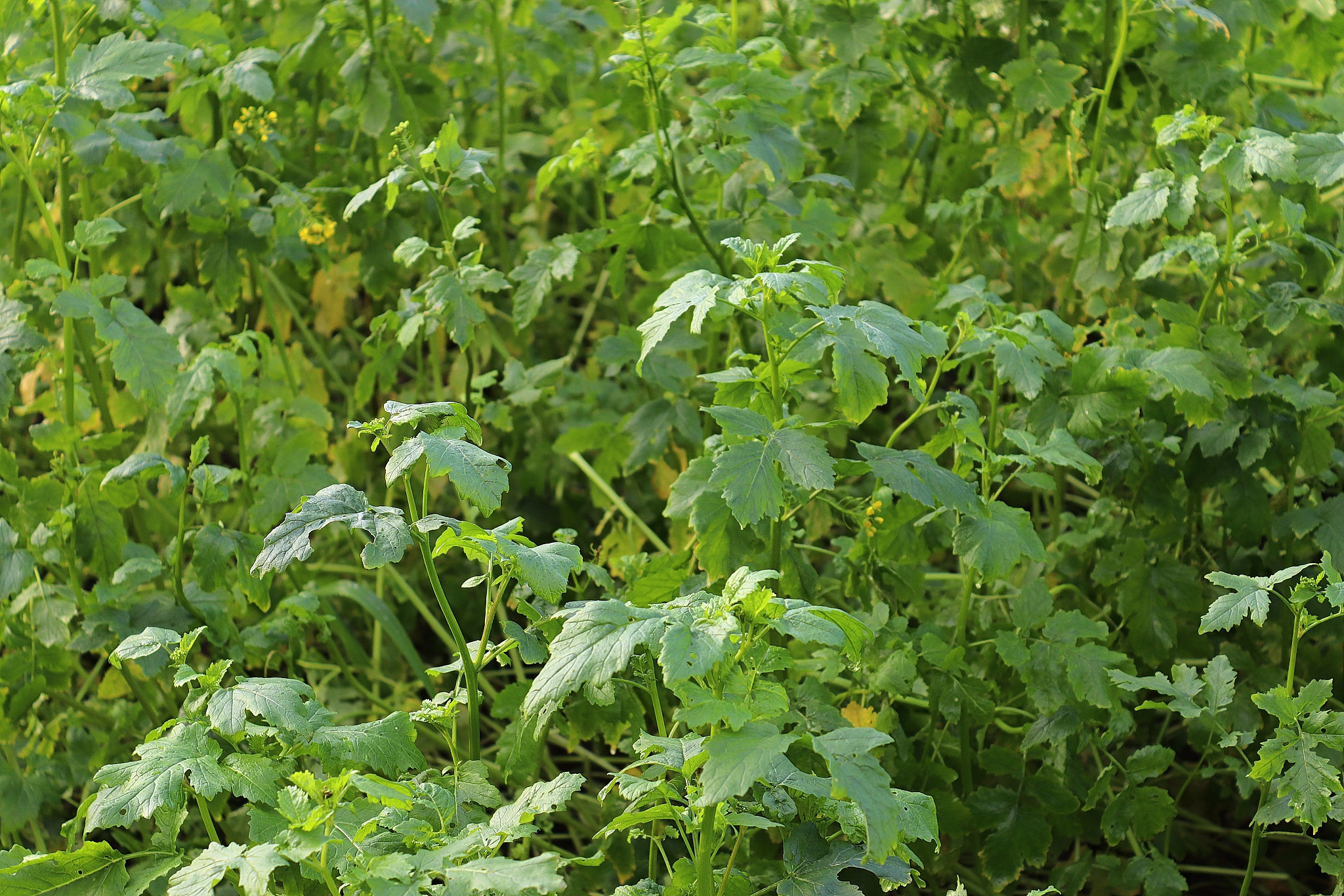 beautiful green leaves of plants and different hedges and walls