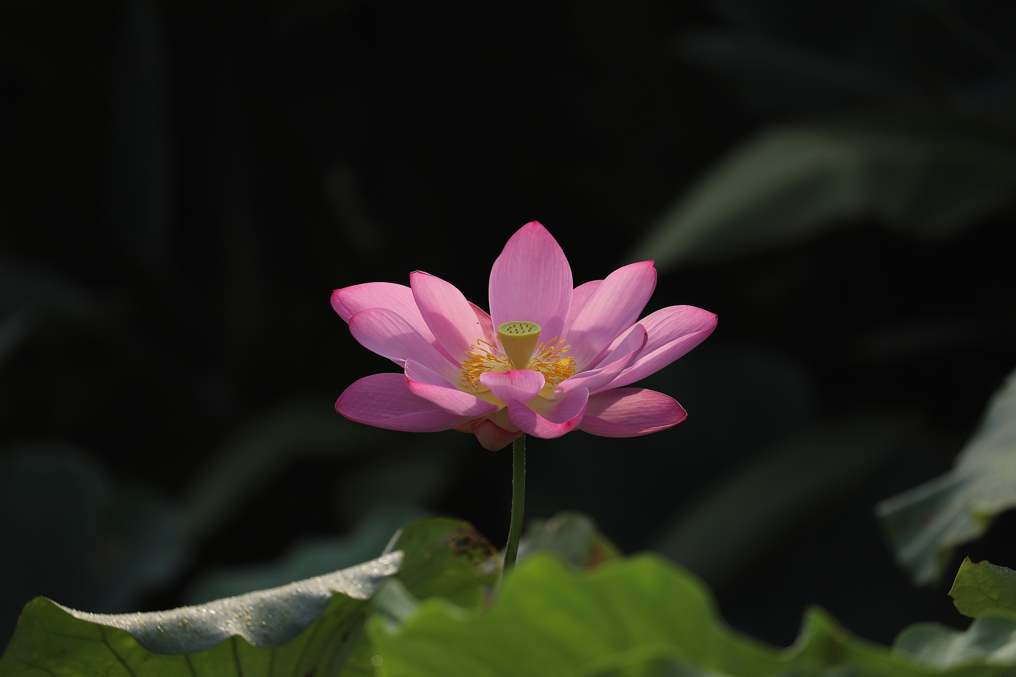 朝阳的媒体曝光平台有哪些朝阳媒体曝光求助热线是多少 要求：创建一篇500至1000字的解决方案