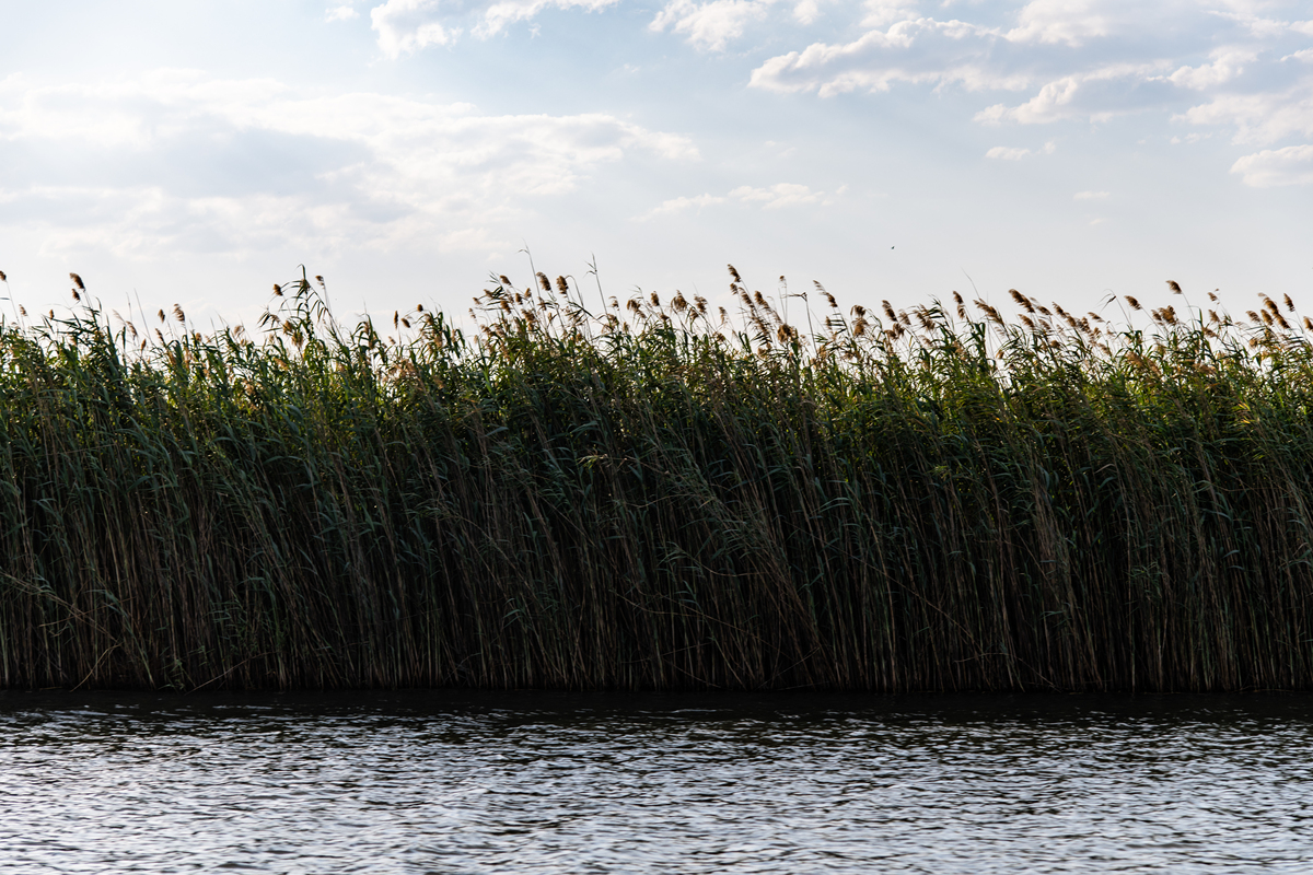 因为太阳湖水拥有了天空的颜色；因为执著芦苇开出了花期最久的芒花从去年九月开到今年立夏见证了属于它的相似却又如此不同的时代变迁。 改写成一首词