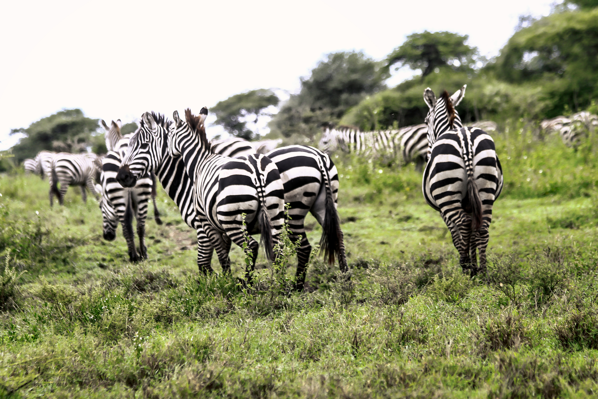 a herd of zebras running away