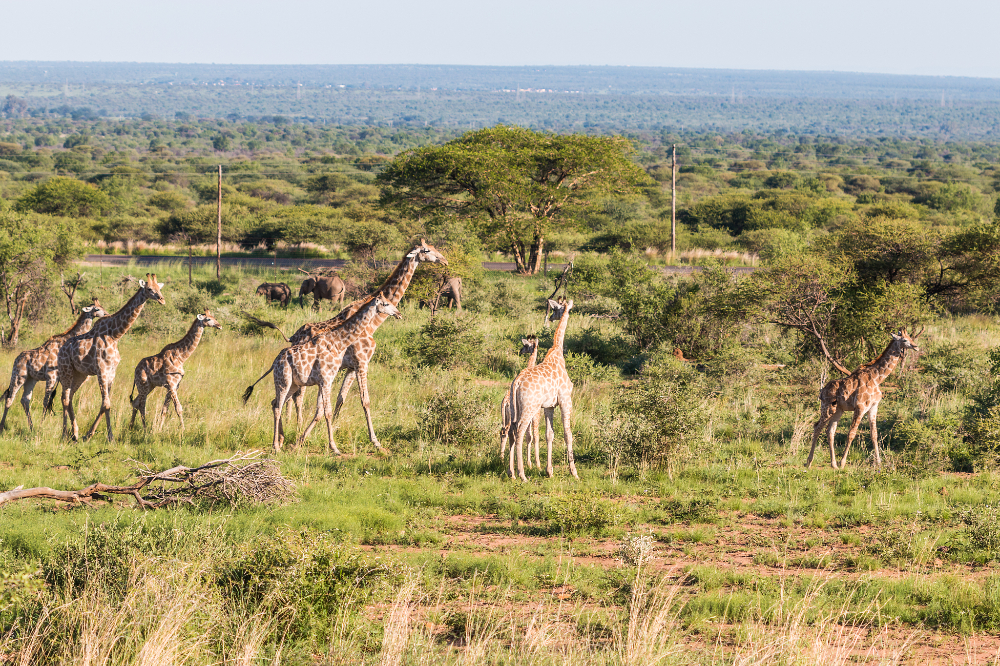 giraffes in african safari