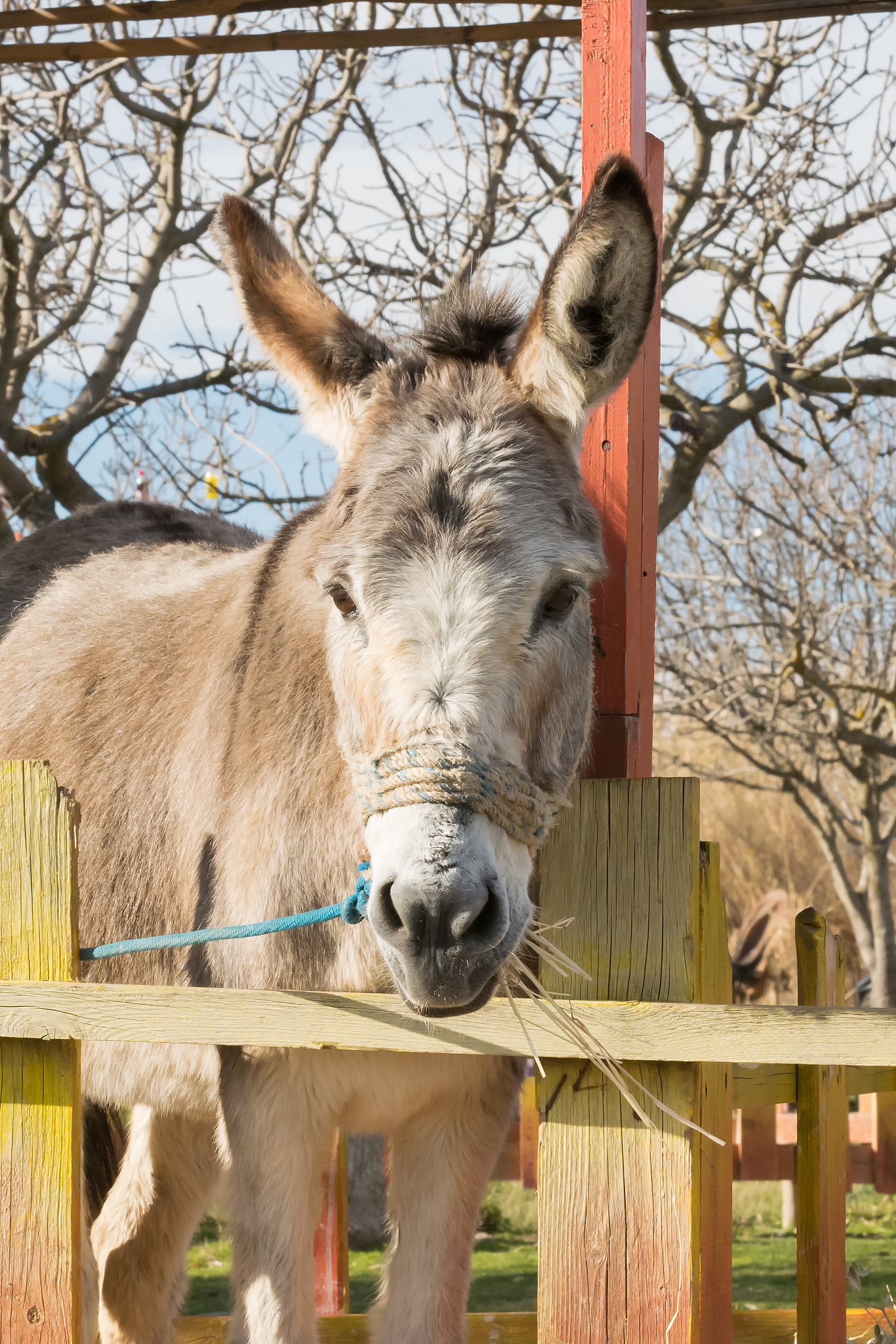 beautiful portrait of a donkey at a park.