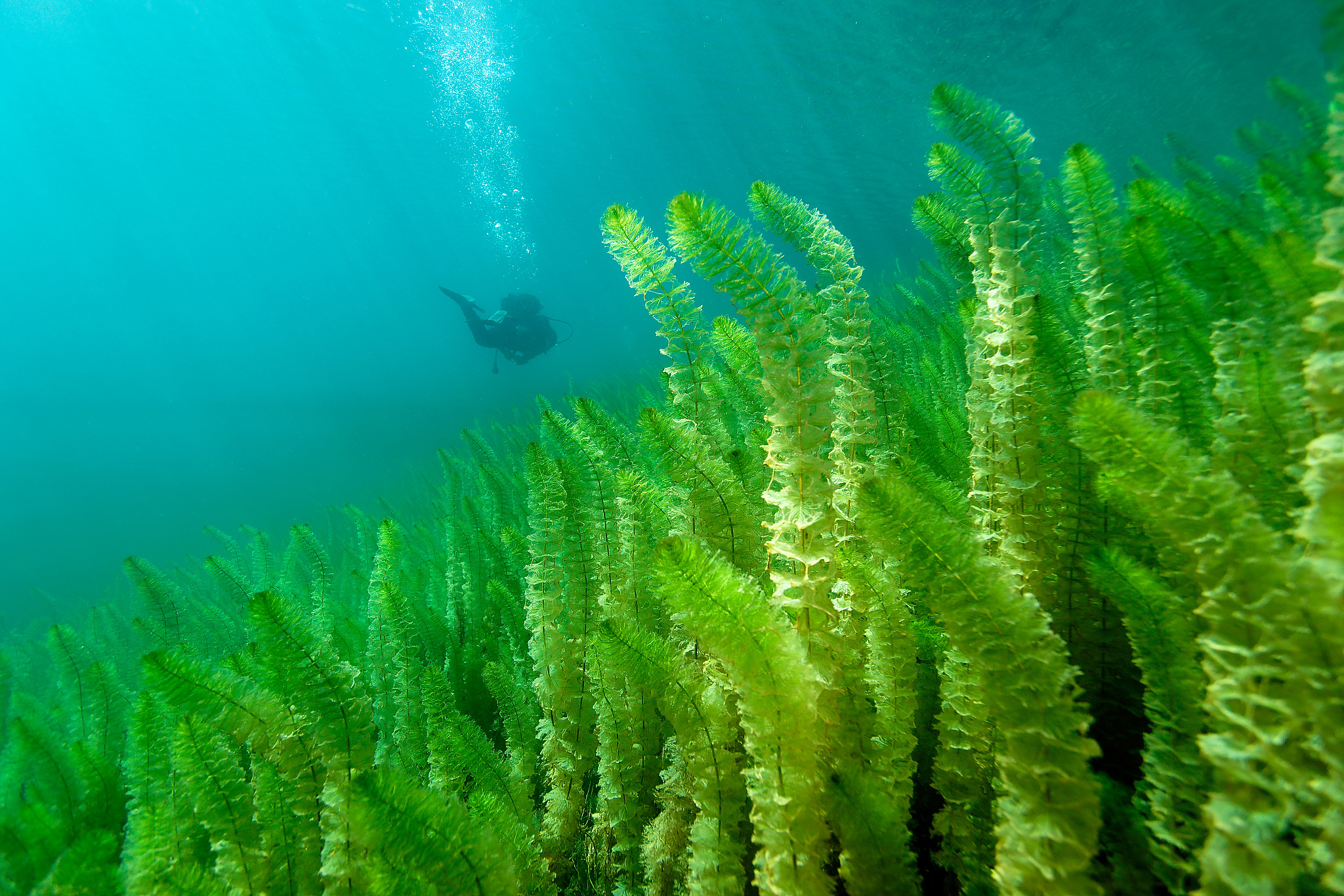 water vegetation on the bottom of the plitvice lakes