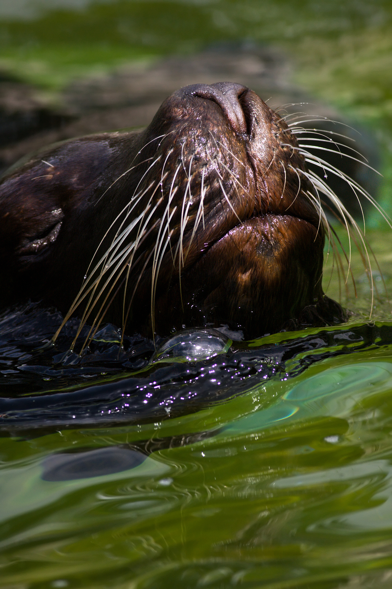 鸭嘴兽：进化史上的奇葩生物，你了解它吗？