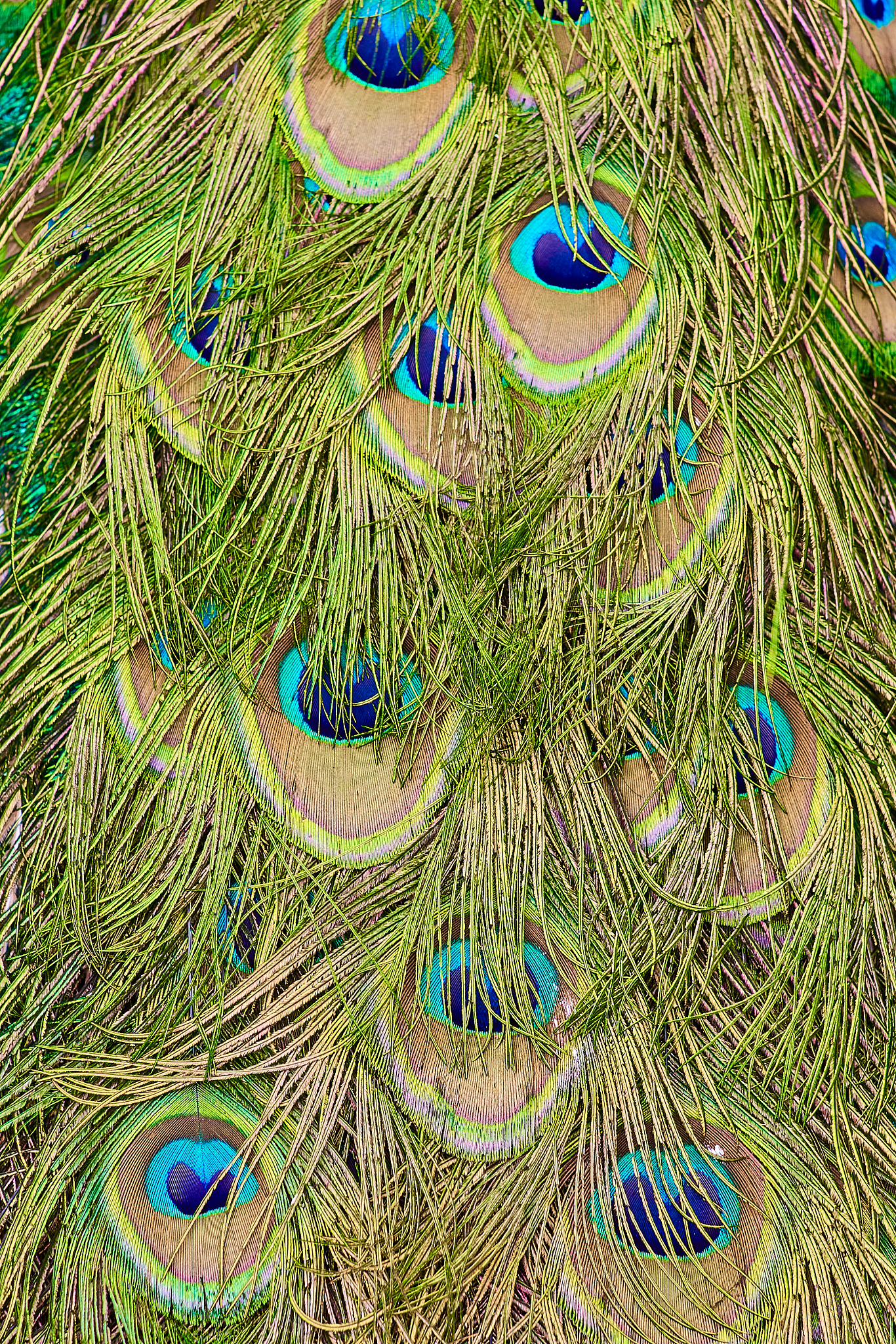 如何用c#来编写一个arcgis应用程序实现打开就是地图