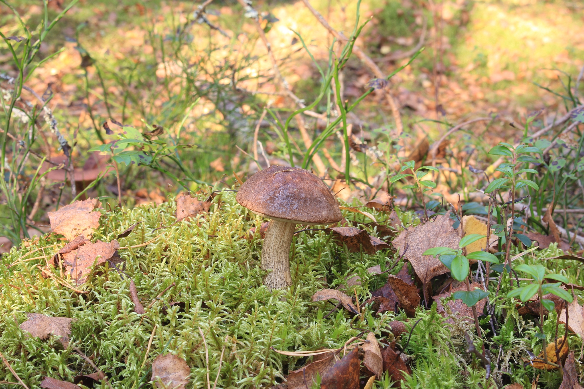 Плагин для Firefox: Изменение фона по ссылке на фото или видео