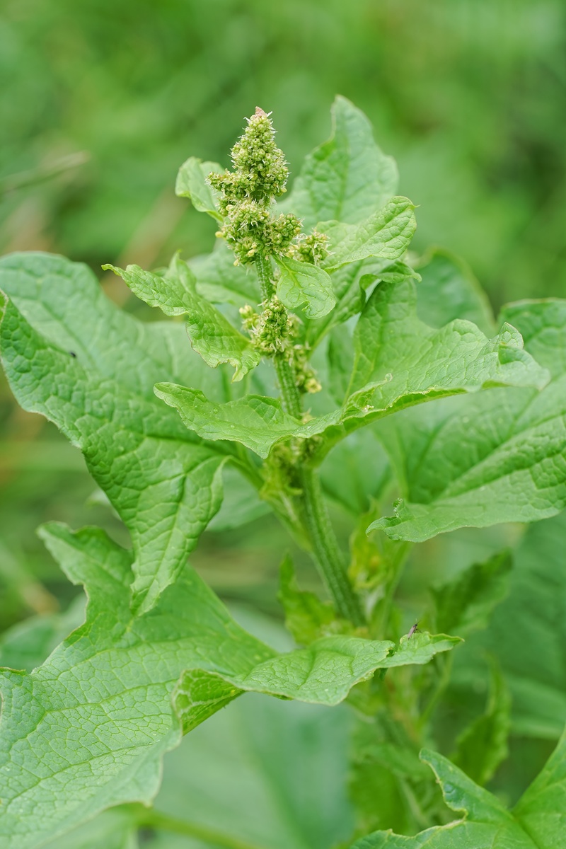 竖屏特写,英国水银野花植物,学名:blitum bonus