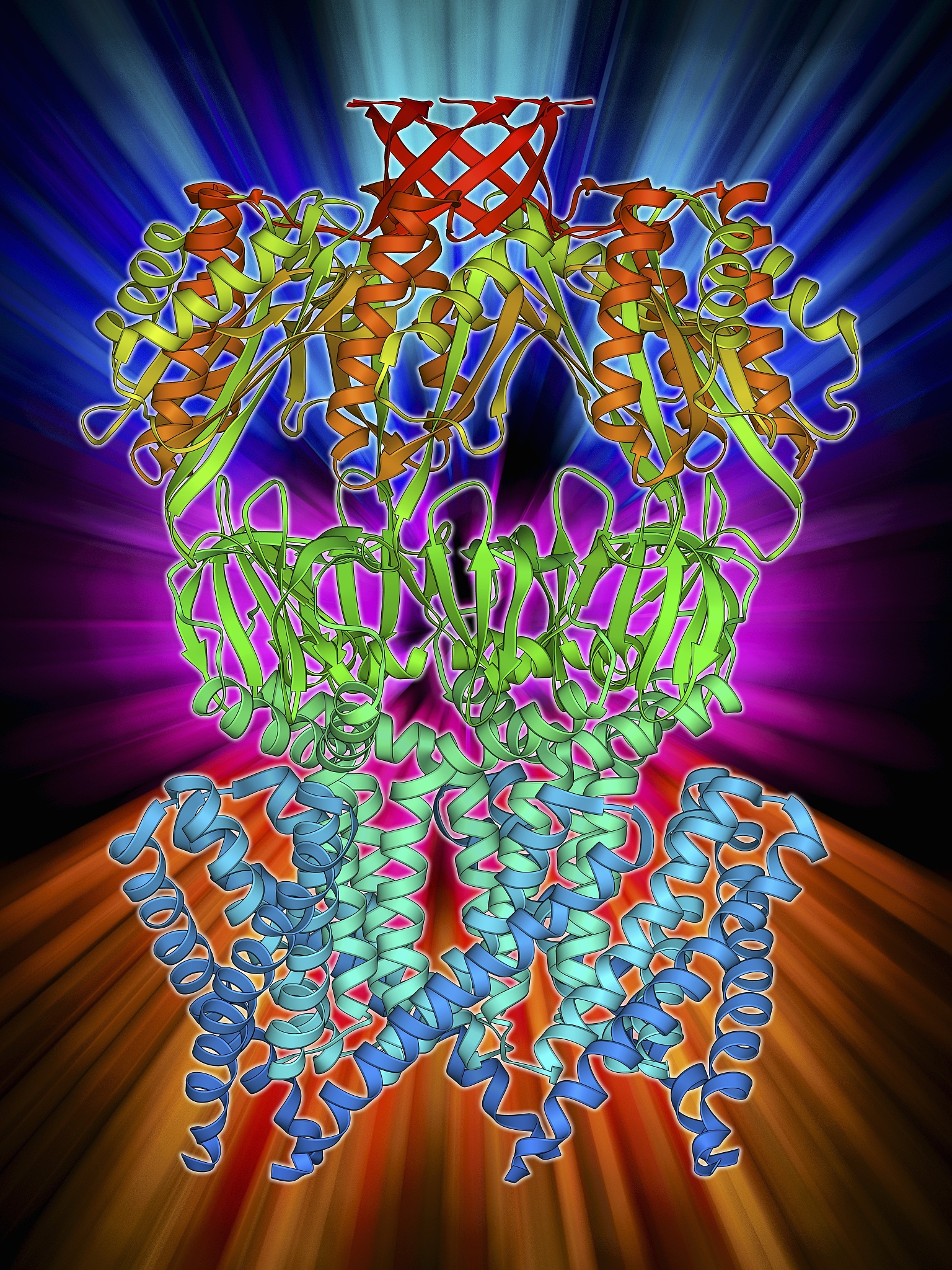 细胞气体交换：维持生命代谢的关键