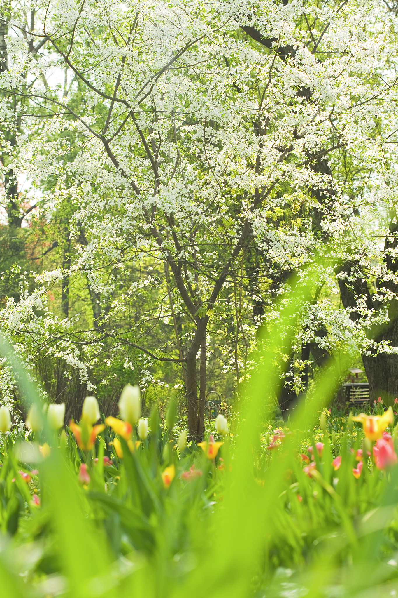 春天来了：小学课本里的春天景象