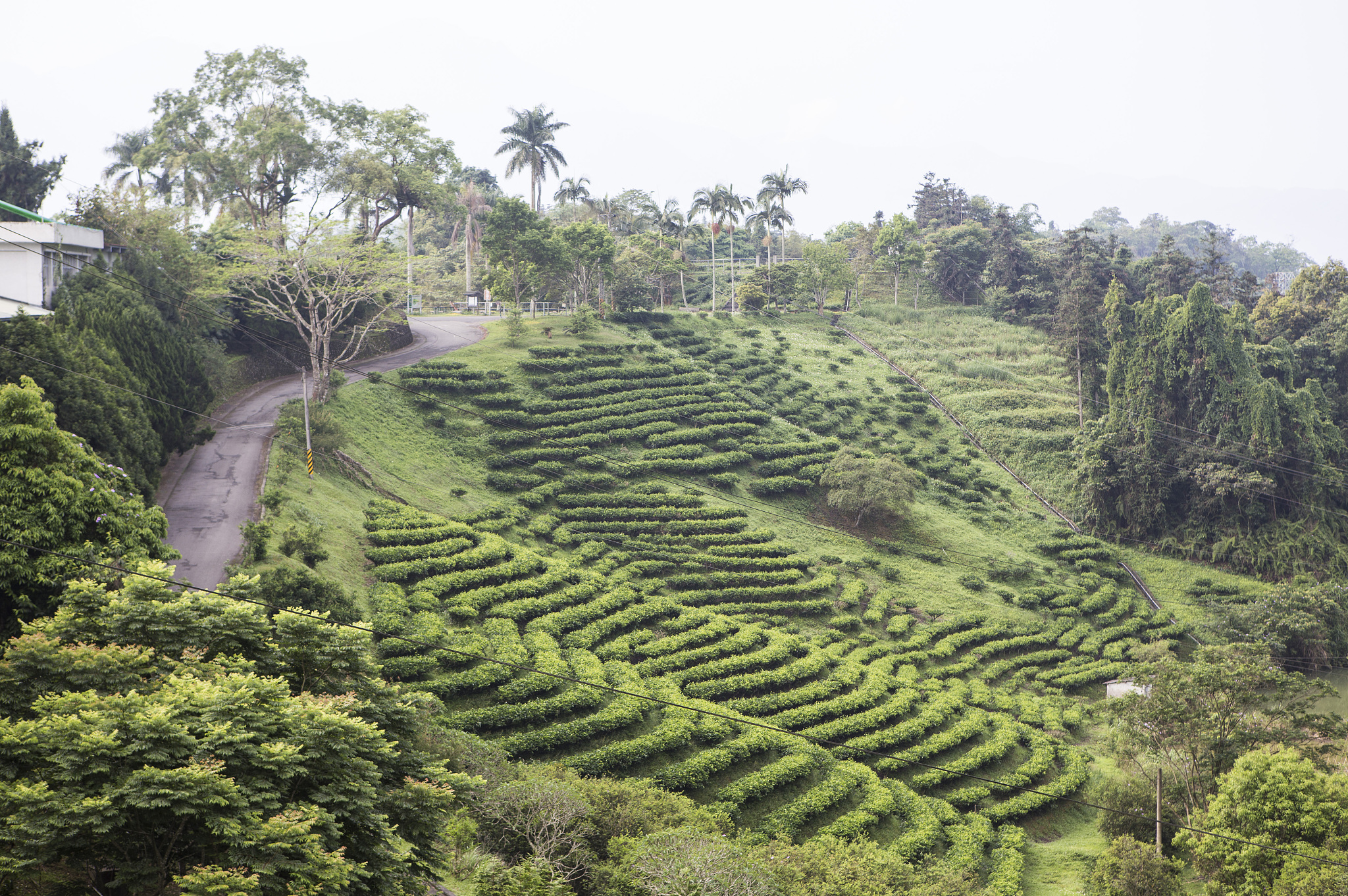 茶园周围植树有几大好处