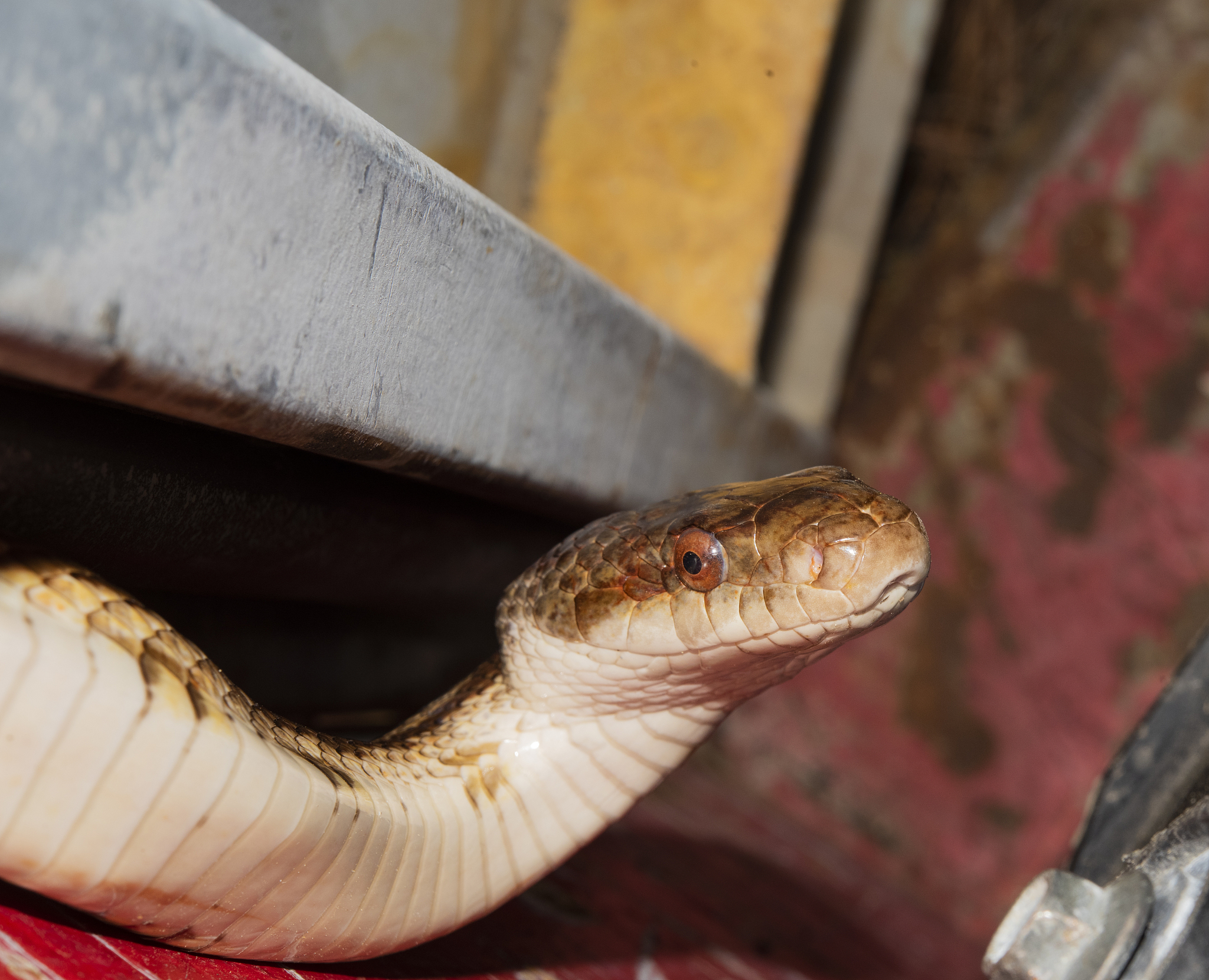 蛇帮我用150字详细描述