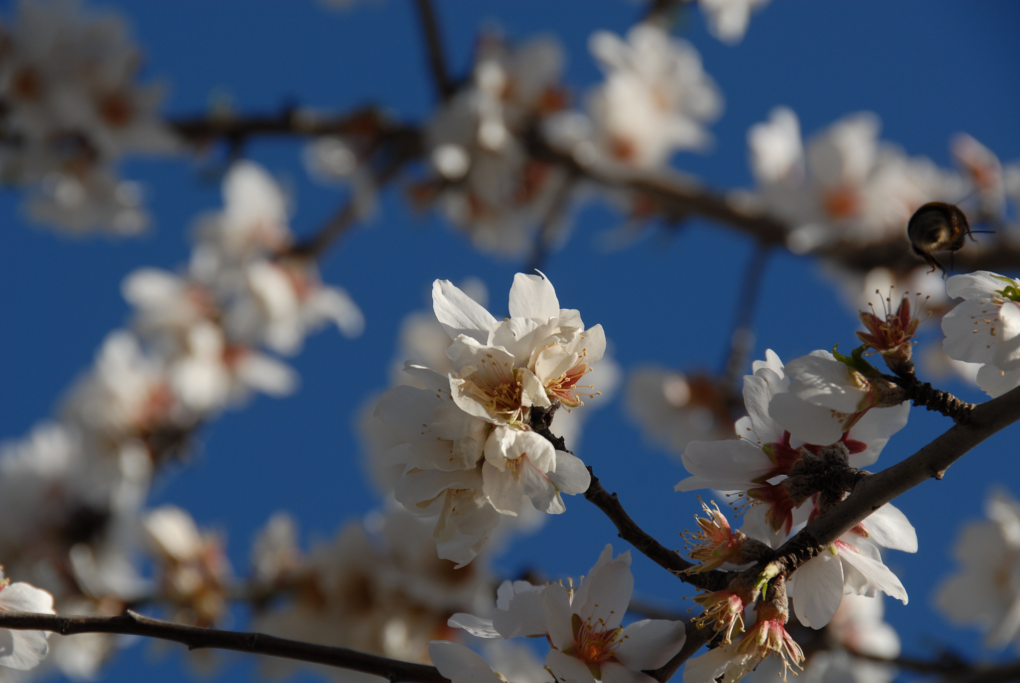 mandelblüte in spanien
