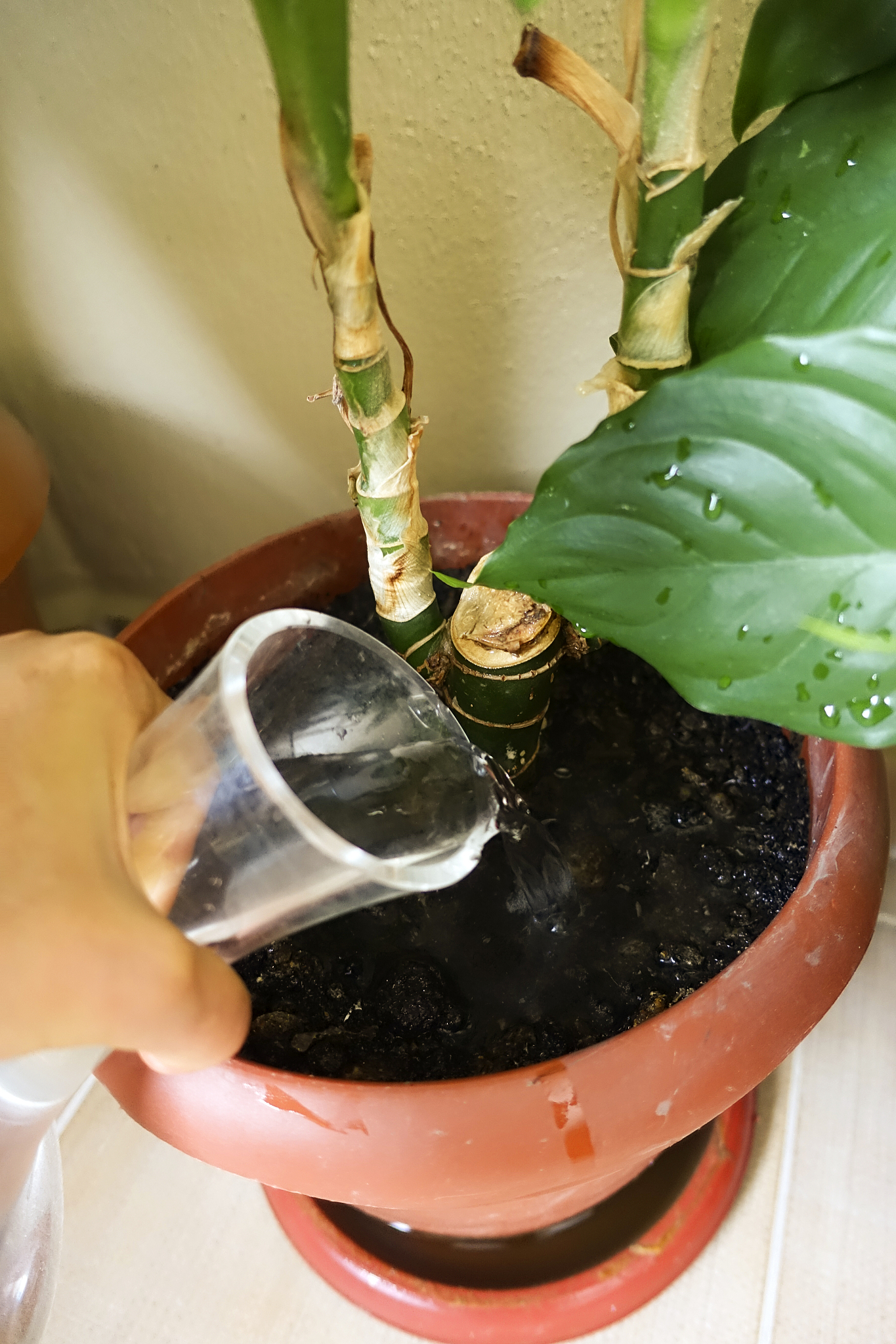 一帆风顺烂根原因及处理方法 - 水培植物养护指南