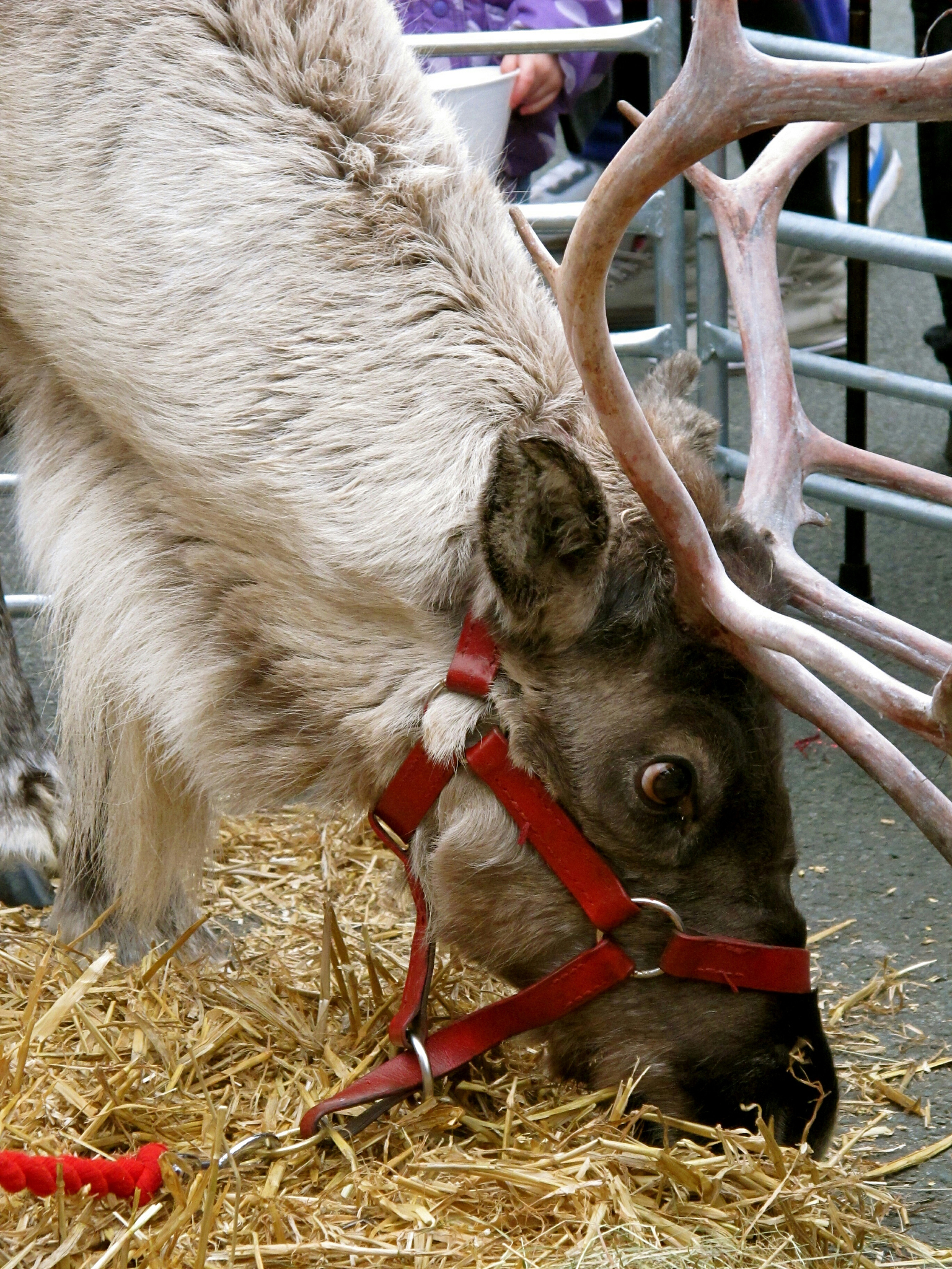 reindeer grazing straw in pen