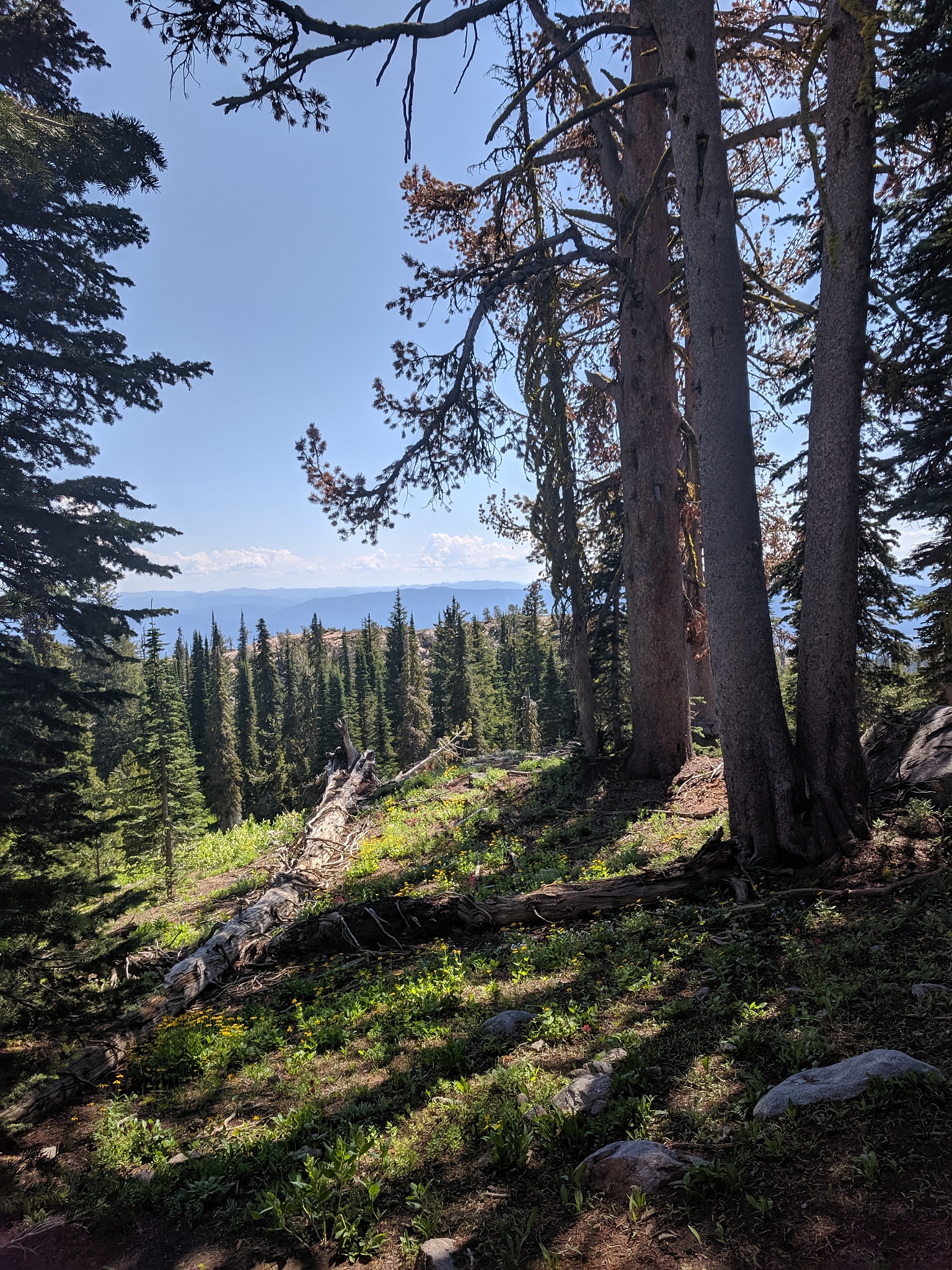 Taiga 环境：北方针叶林生态系统