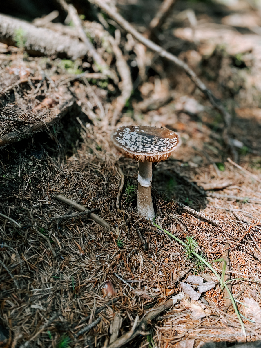 柳树上的木耳能吃吗？安全食用指南