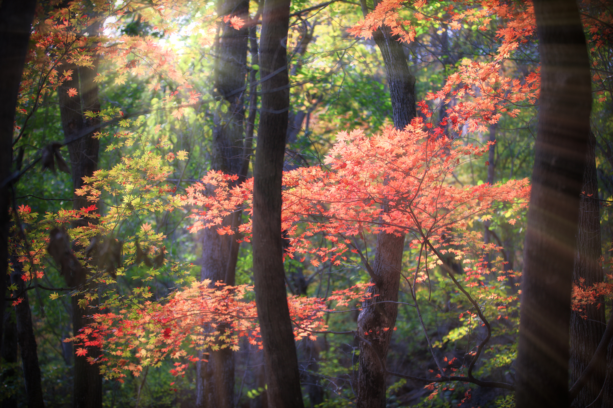 试列举本课程学习过与养生相关的地学景观？并分类简要阐述这类地学景观为什么可养生？
