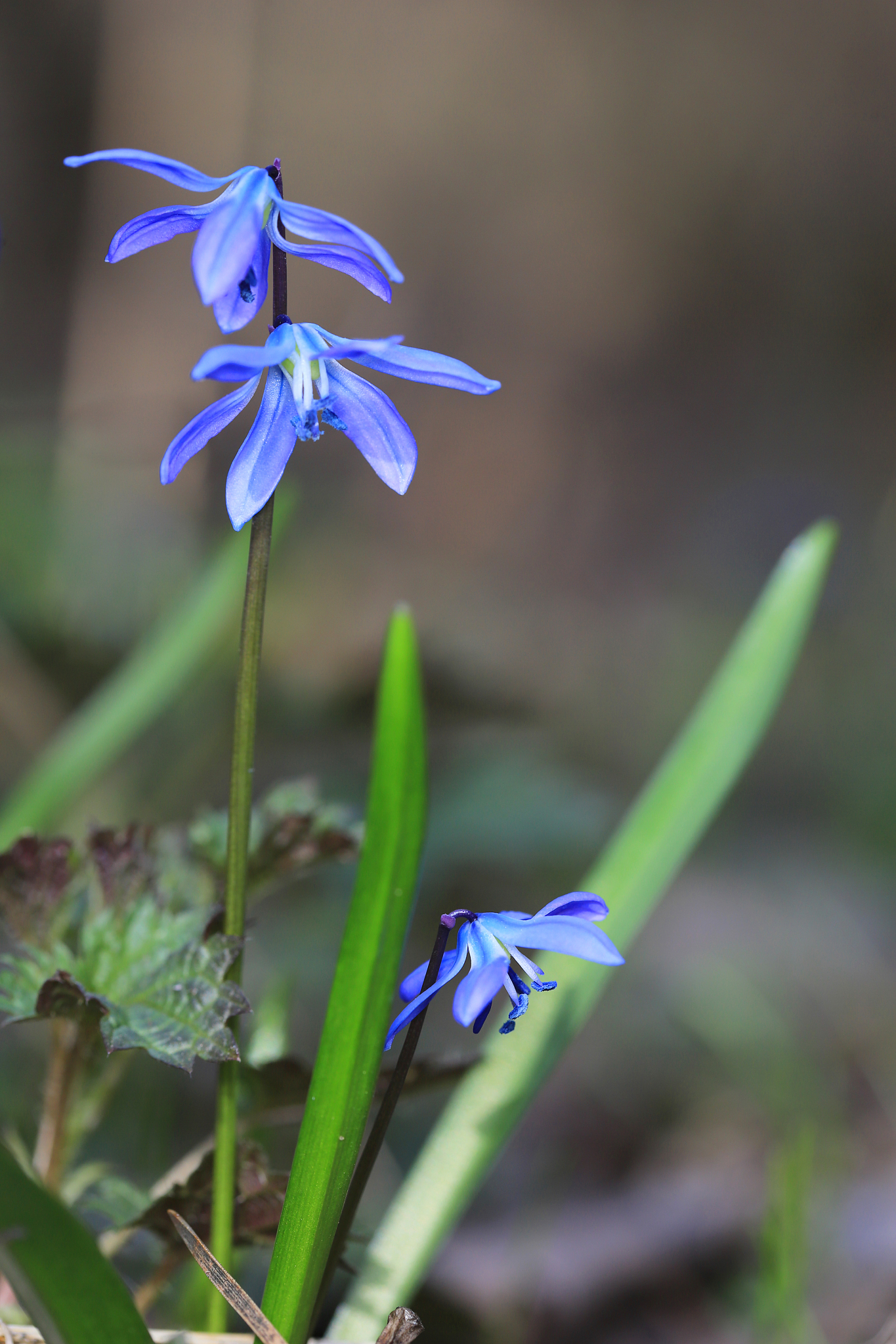 wild scilla bifolia flowers on meadow