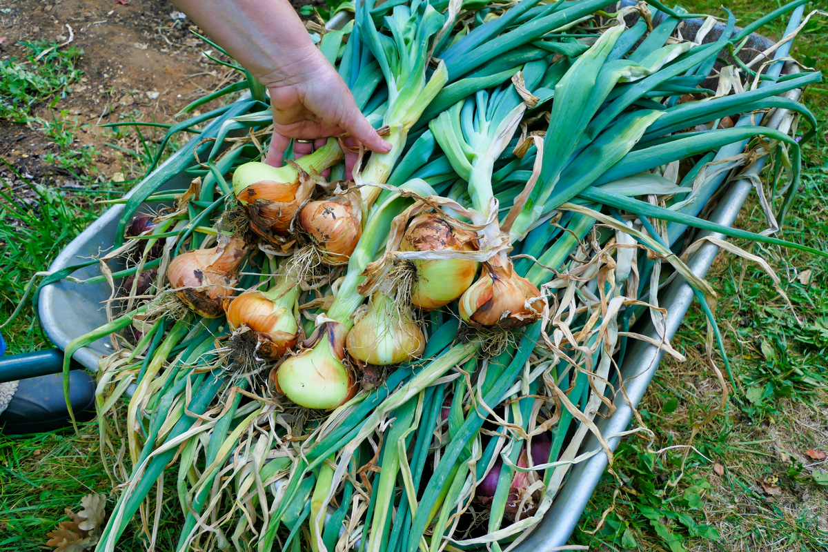 红姜的最佳温度和湿度