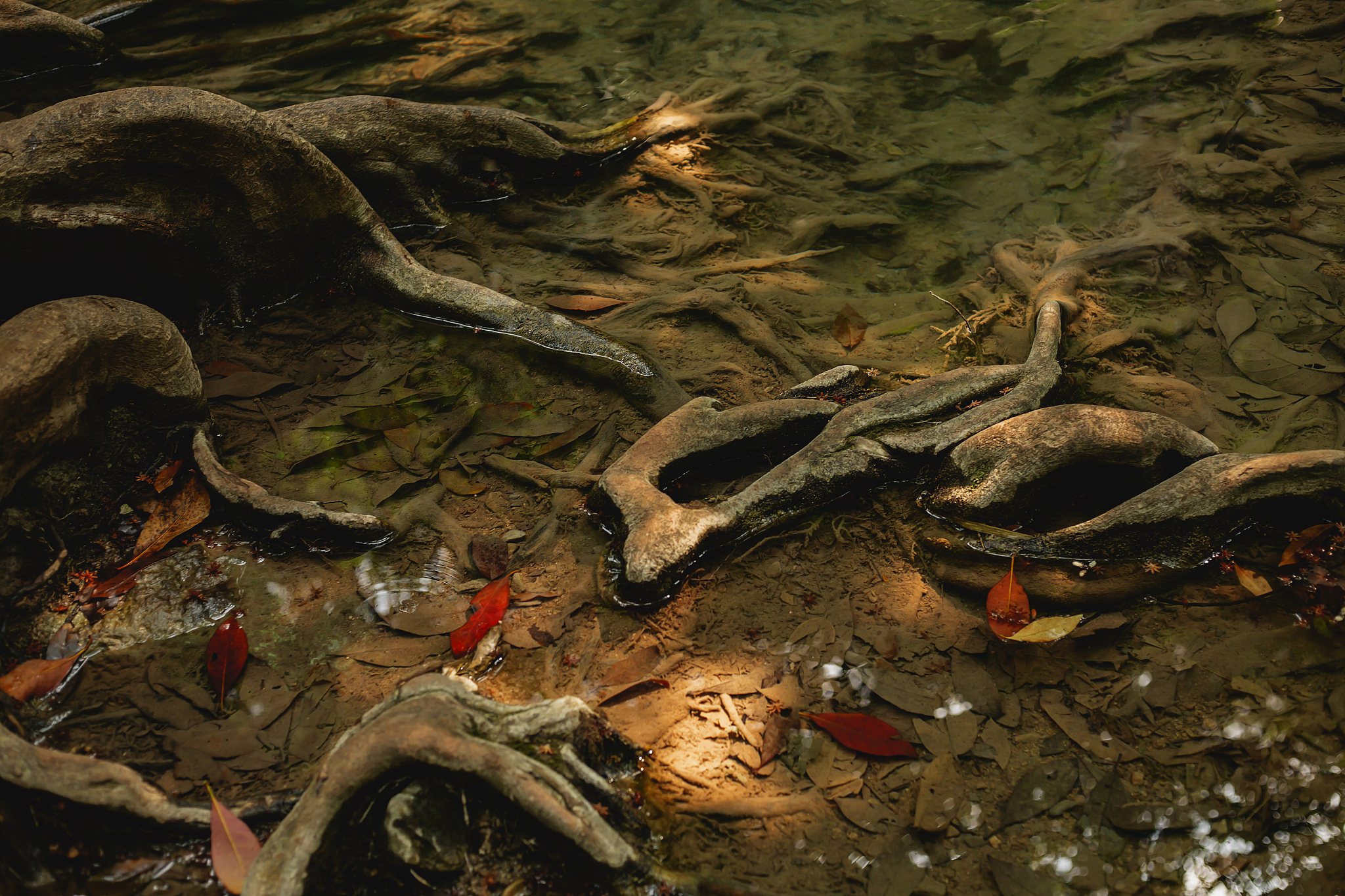 tree roots under water