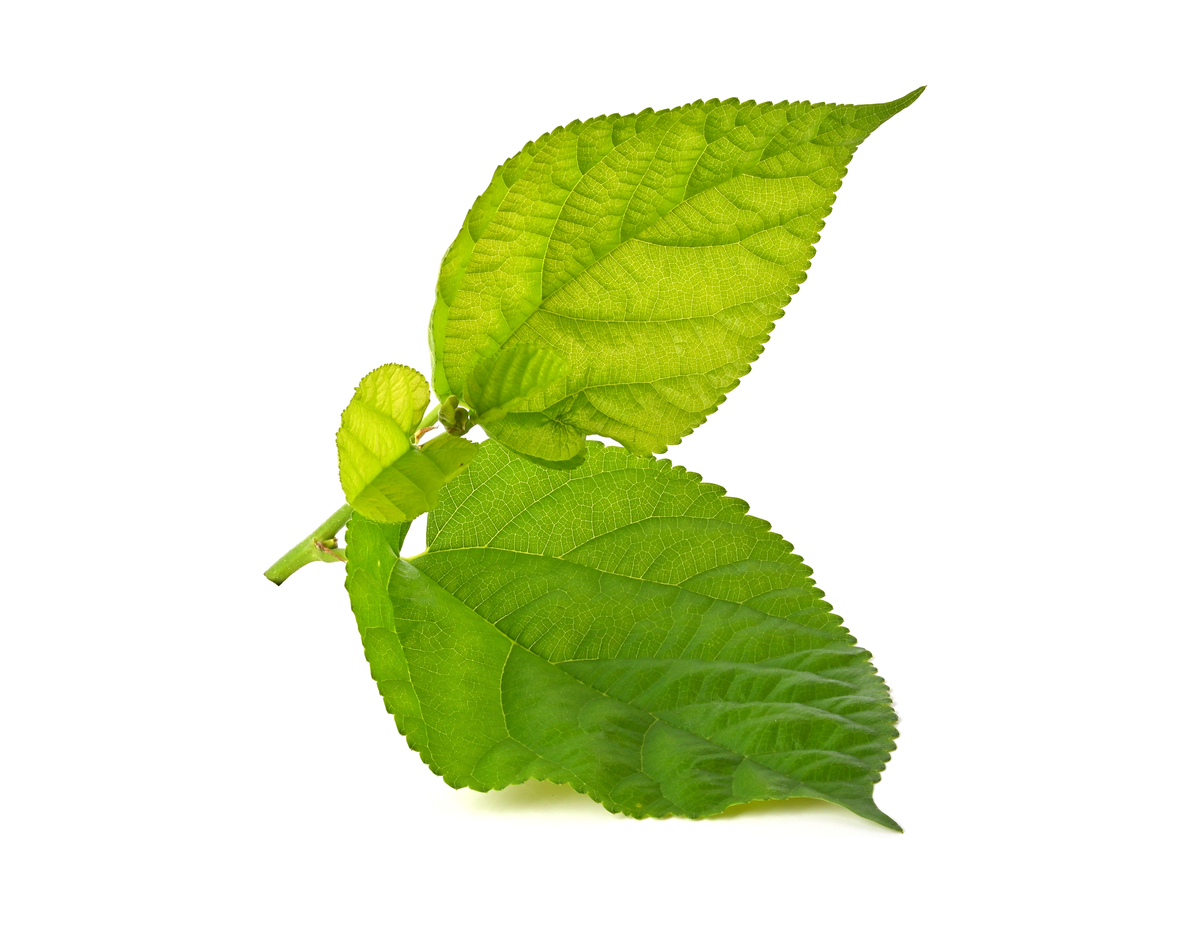 桑叶补肾吗？功效、作用及食用方法 - 详细介绍